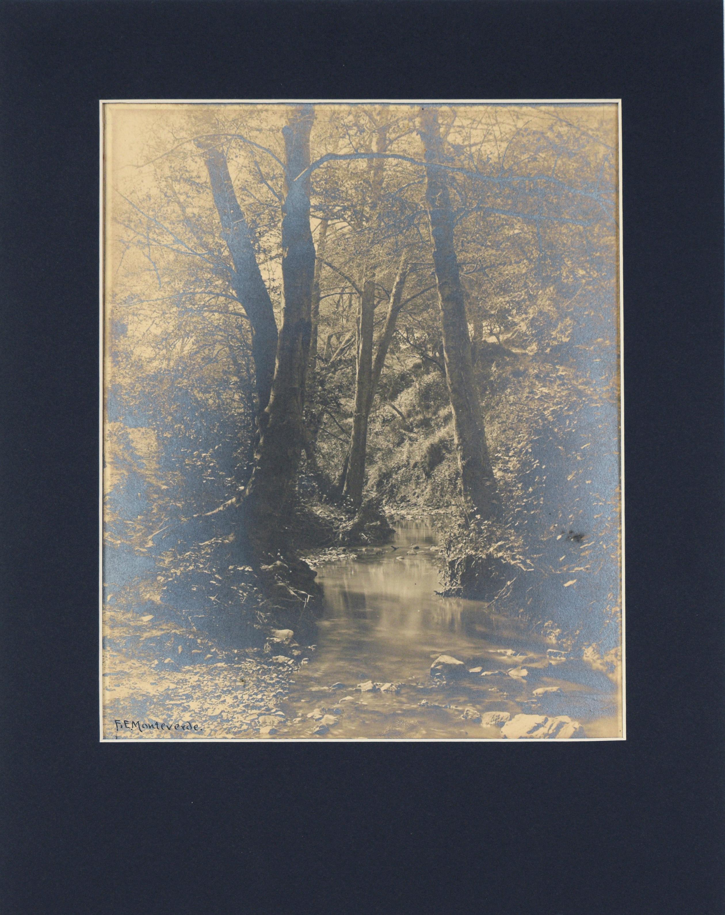Ruisseau tranquille dans la forêt - Silver Gelatin Print