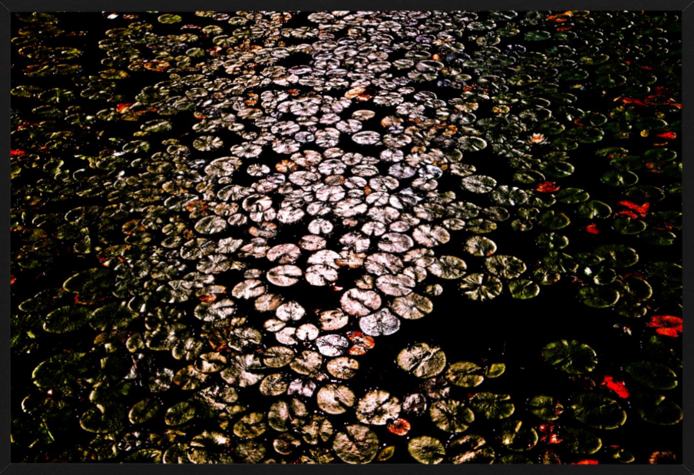 Fotografia astratta in rosso e nero di un lago con ninfee galleggianti, fotografata da Florian Innerkofler nel 2021.

Tutte le stampe sono in edizione limitata. Disponibile in più misure. Cornici di alto livello su richiesta.

Tutte le stampe sono