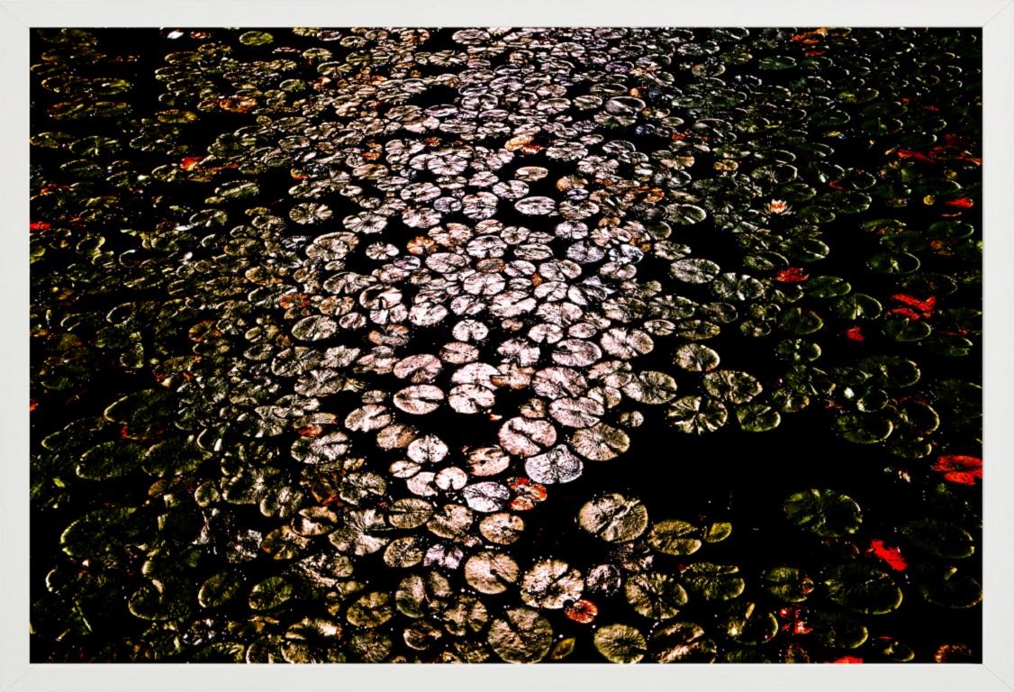 Dischi volanti Muskoka Canada - Ninfee astratte, fotografia d'autore 2021 in vendita 1