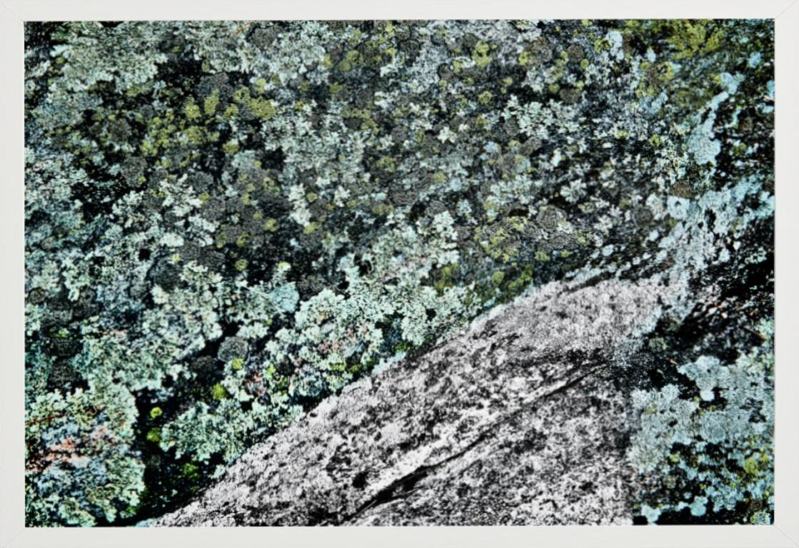 Paleta Muskoka Canadá - Musgo y rocas ornamentales, Fotografía artística, 2021 en venta 2