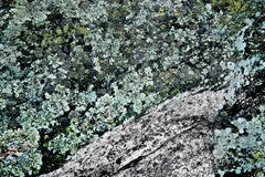 Palette Muskoka Canada - ornamental colour shot of green moss and grey rocks