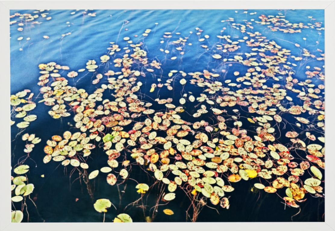 Weightless Muskoka Canada – Ornamental Colour Shot of Waterlilies on Lake 2021, gewichtslose Muskoka Kanada (Blau), Landscape Photograph, von Florian Innerkofler