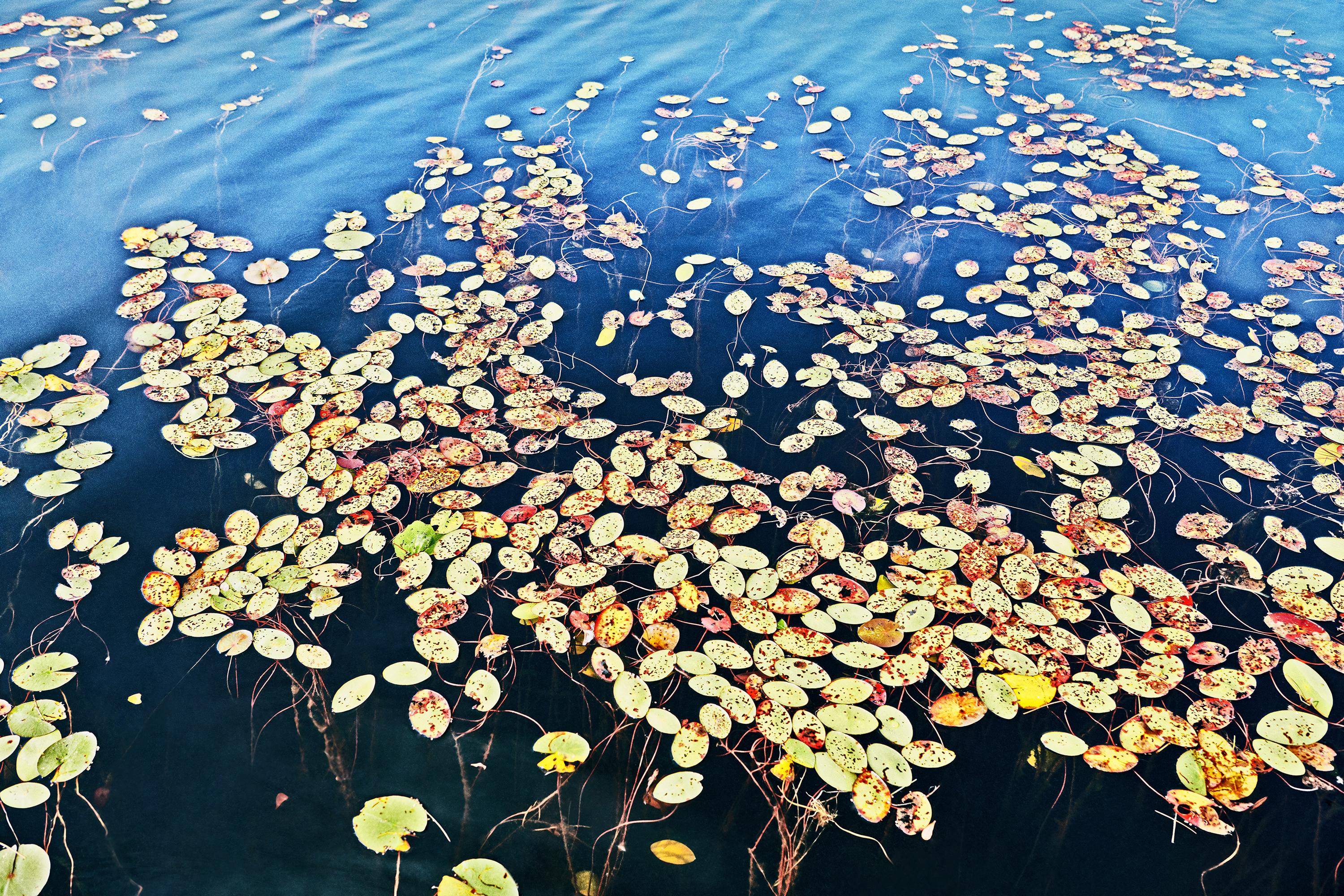 Florian Innerkofler Color Photograph - Weightless Muskoka Canada - ornamental colour shot of waterlilies on lake