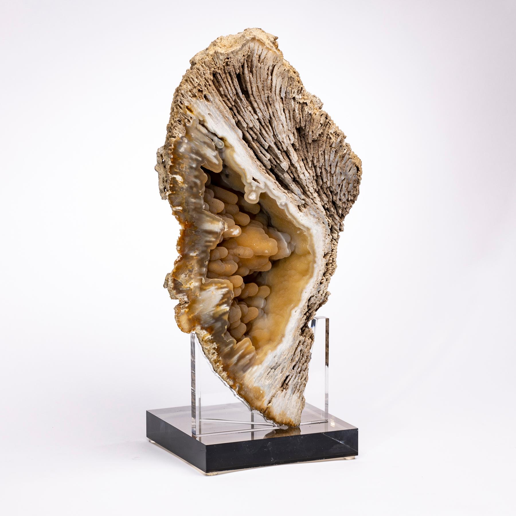 Superb agatized coral from Florida mounted on a custom acrylic stand.