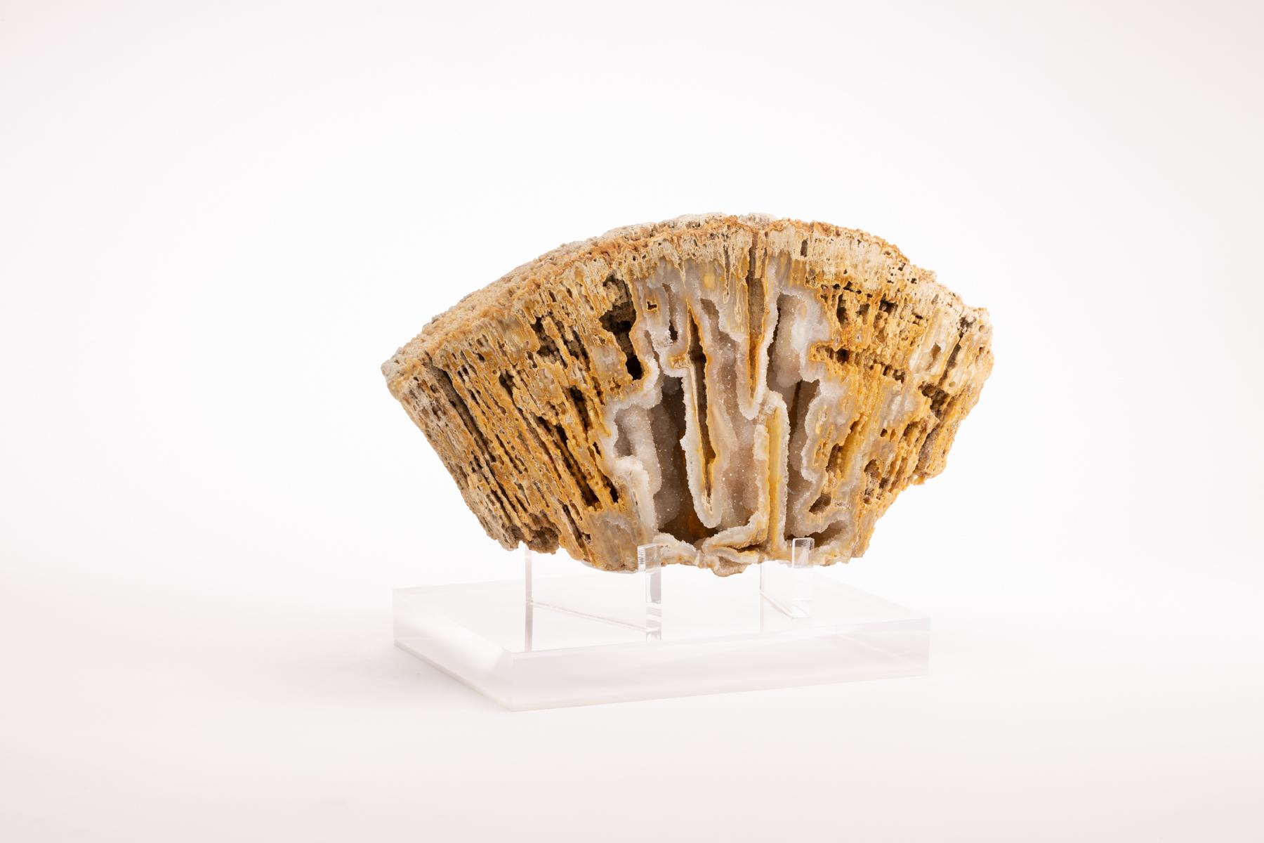Organic Modern Florida Agatized Fossil Coral on Custom Acrylic Stand