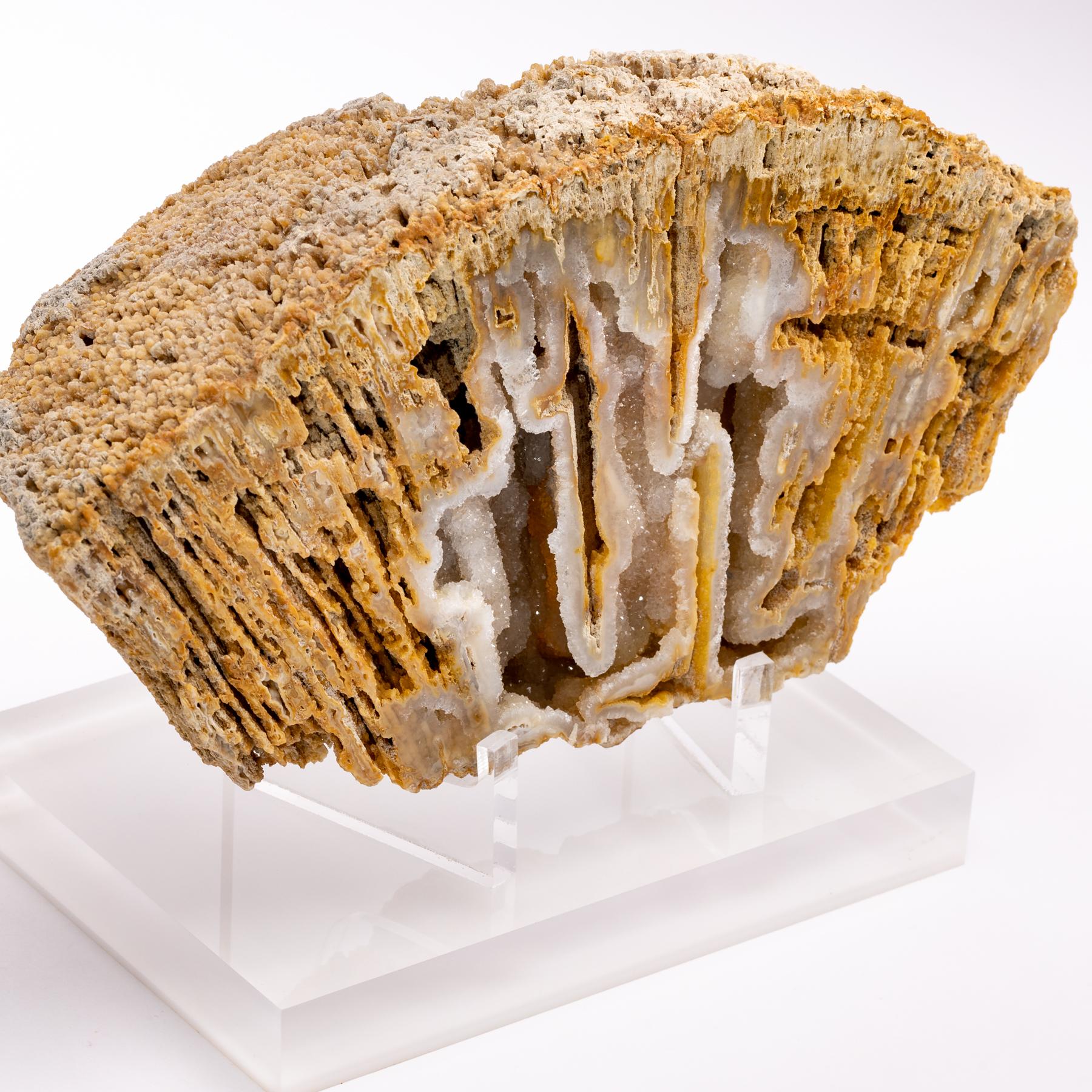 Mexican Florida Agatized Fossil Coral on Custom Acrylic Stand