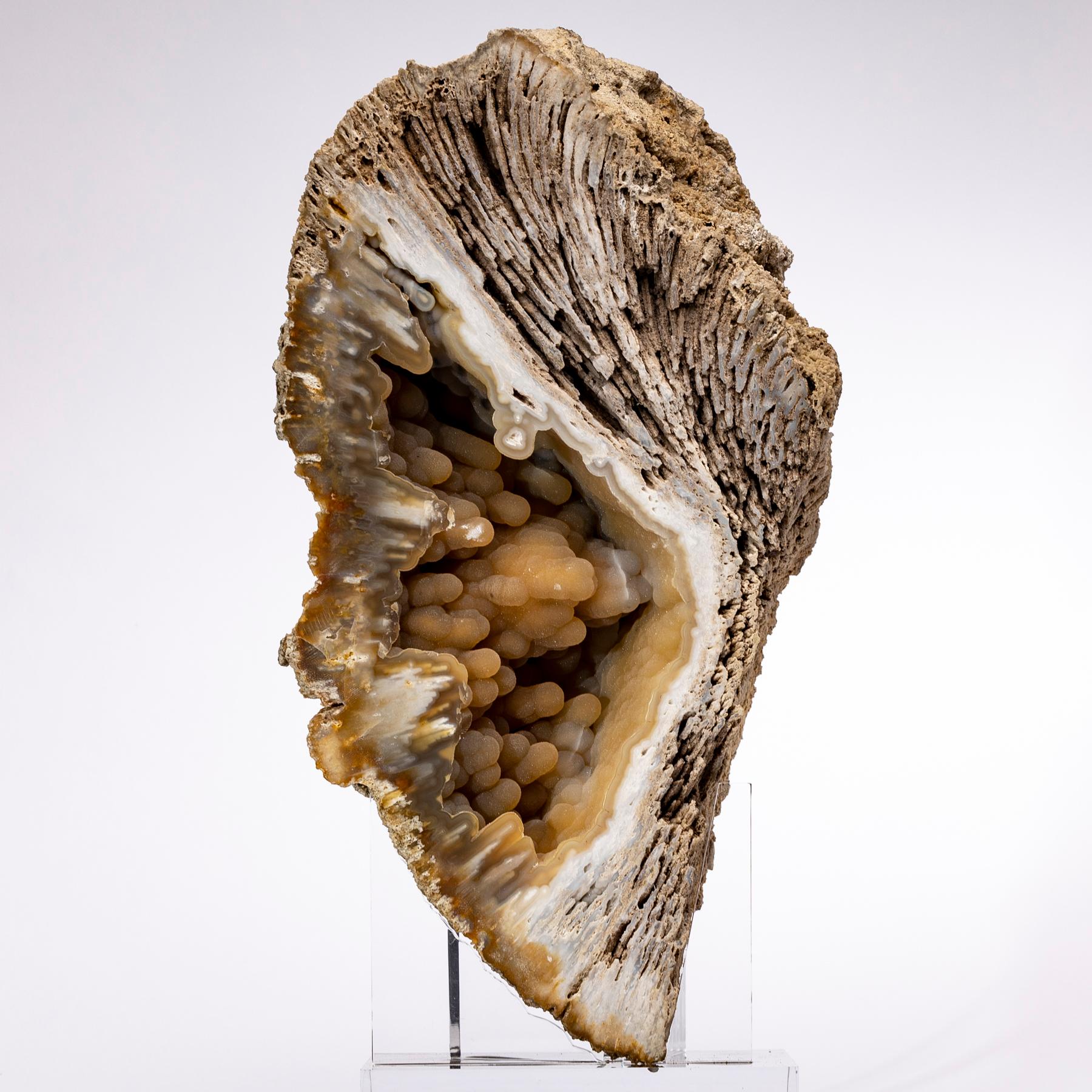 Mexican Florida Agatized Fossil Coral on Custom Acrylic Stand
