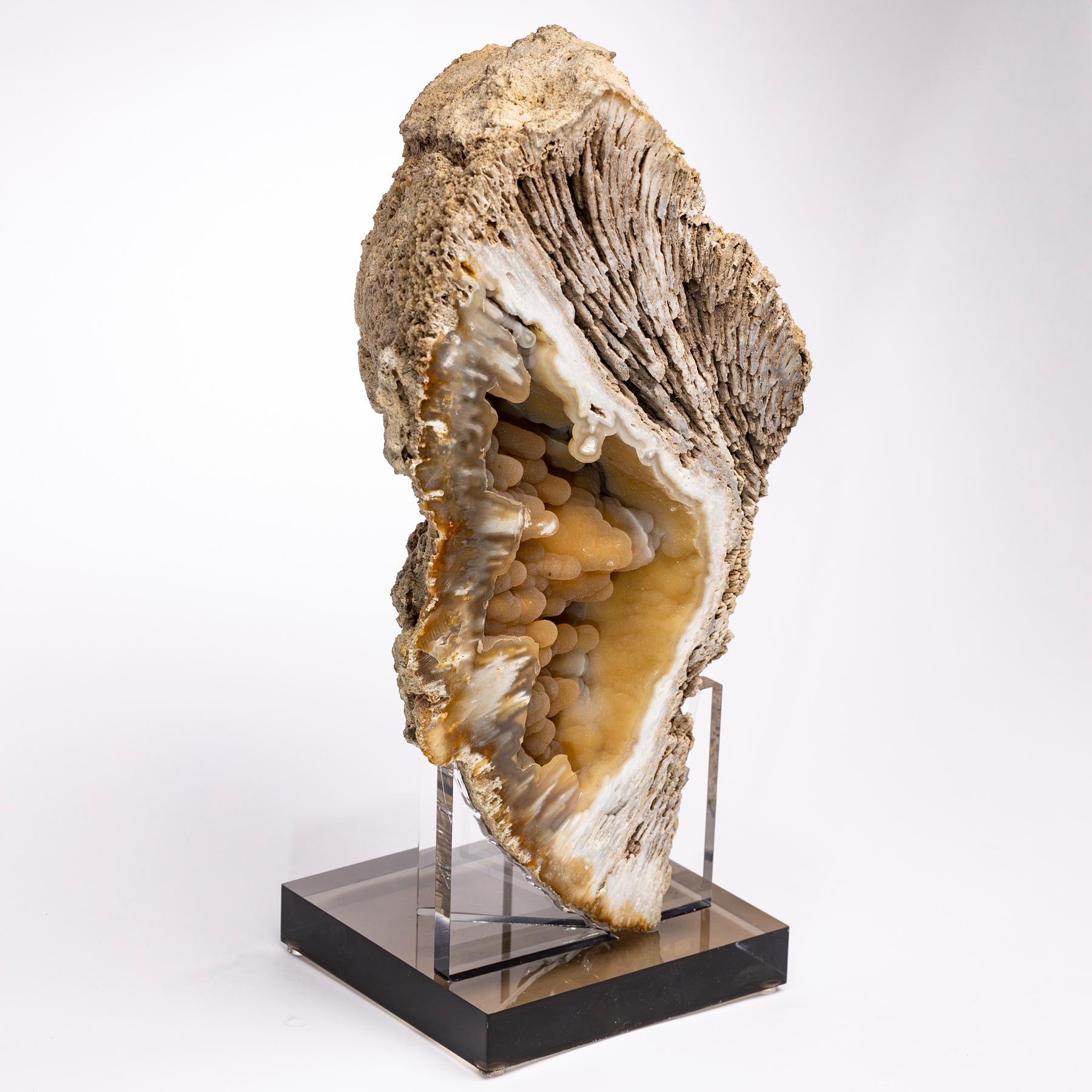 Florida Agatized Fossil Coral on Custom Acrylic Stand In New Condition In Polanco, CDMX