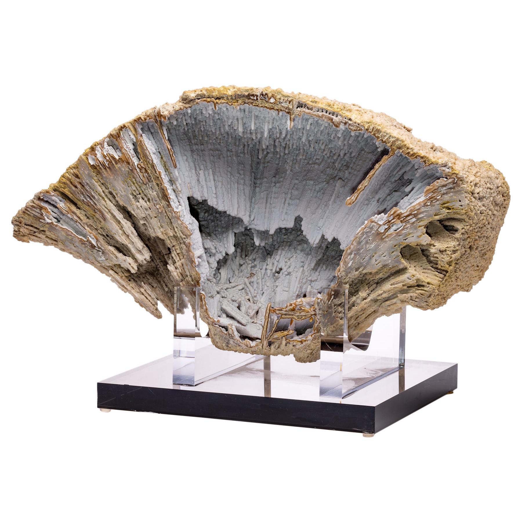 Florida Agatized Fossil Coral on Custom Acrylic Stand