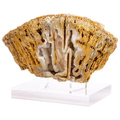 Florida Agatized Fossil Coral on Custom Acrylic Stand