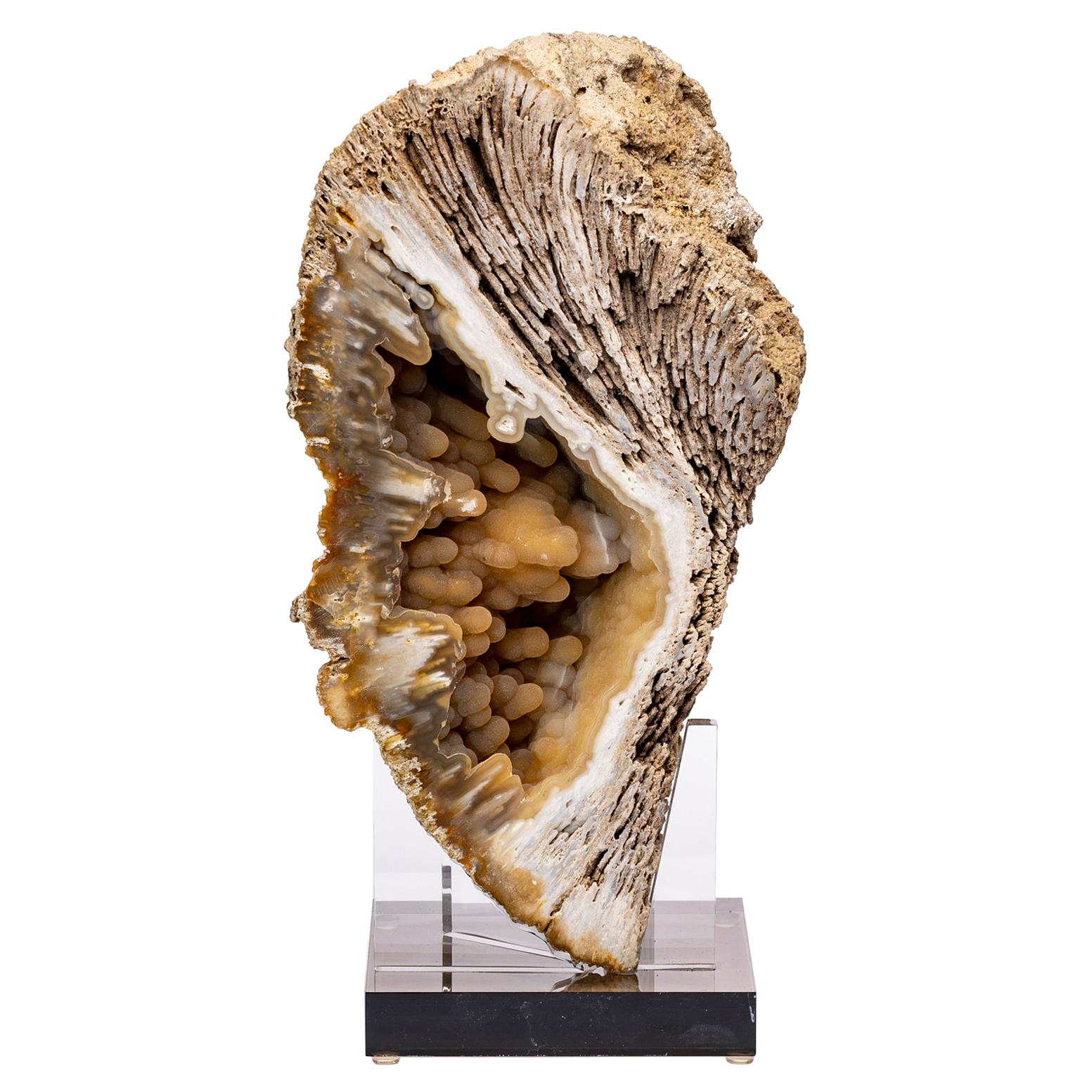 Florida Agatized Fossil Coral on Custom Acrylic Stand