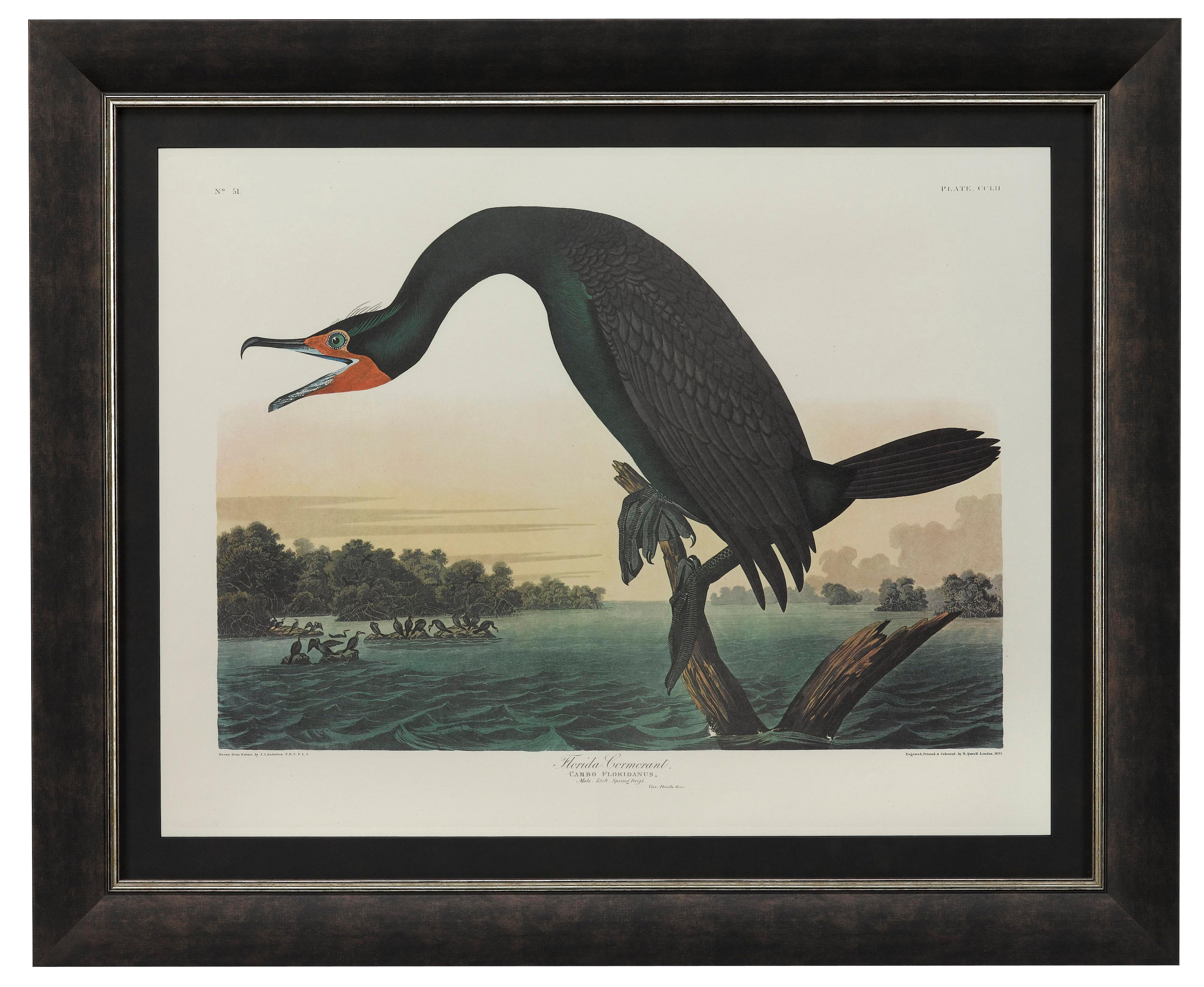 This is a stunning color lithograph of the “Florida Cormorant”, Plate 252 from the 1971-1972 “Amsterdam Audubon” edition of James John Audubon’s epic ornithological masterpiece, “The Birds of America.