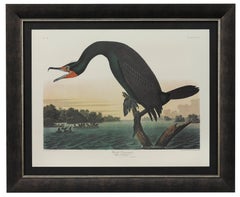 Florida Cormorant Amsterdam Audubon Edition