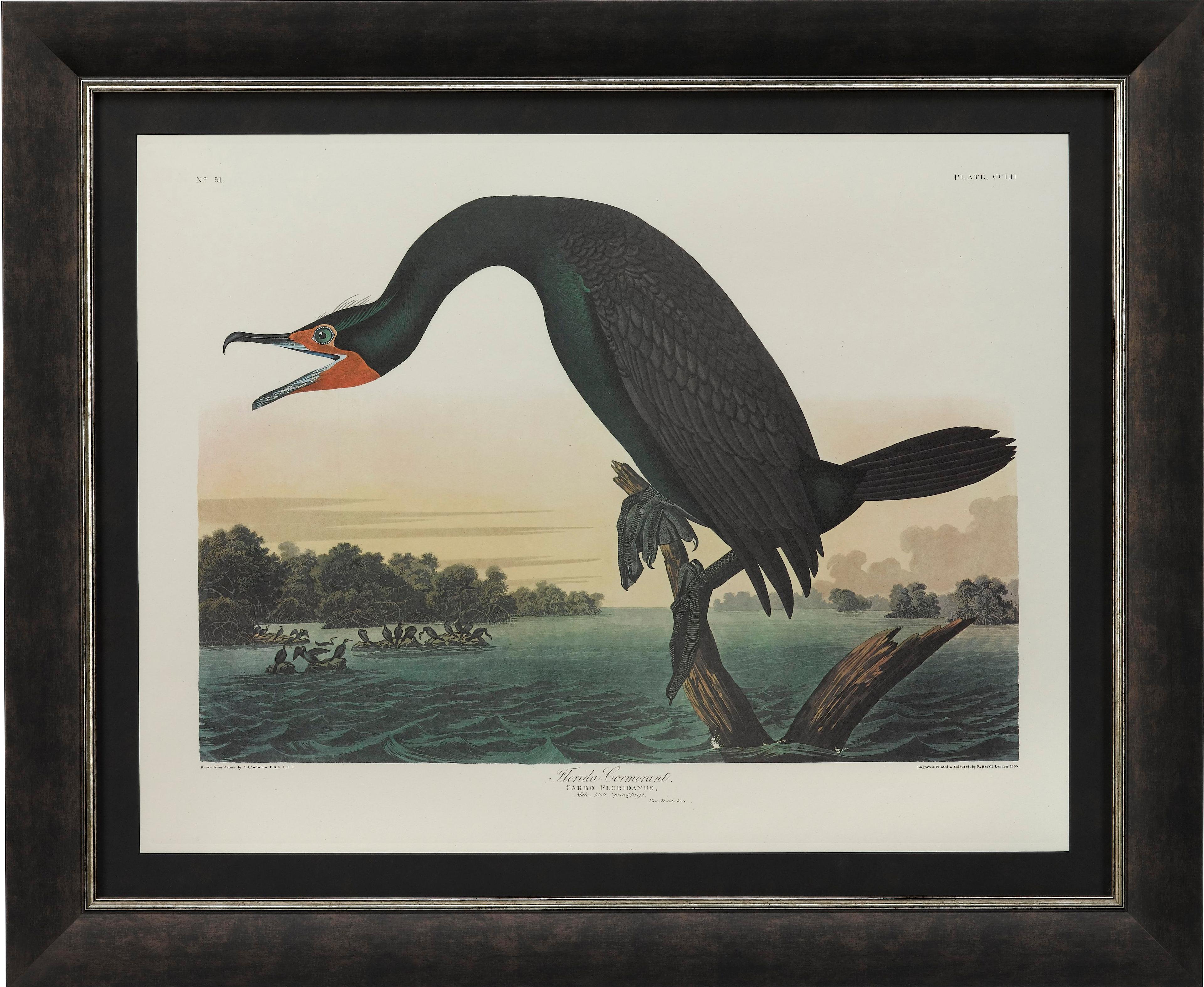 Néerlandais Édition Audubon Amsterdam Florida Cormorant édition en vente