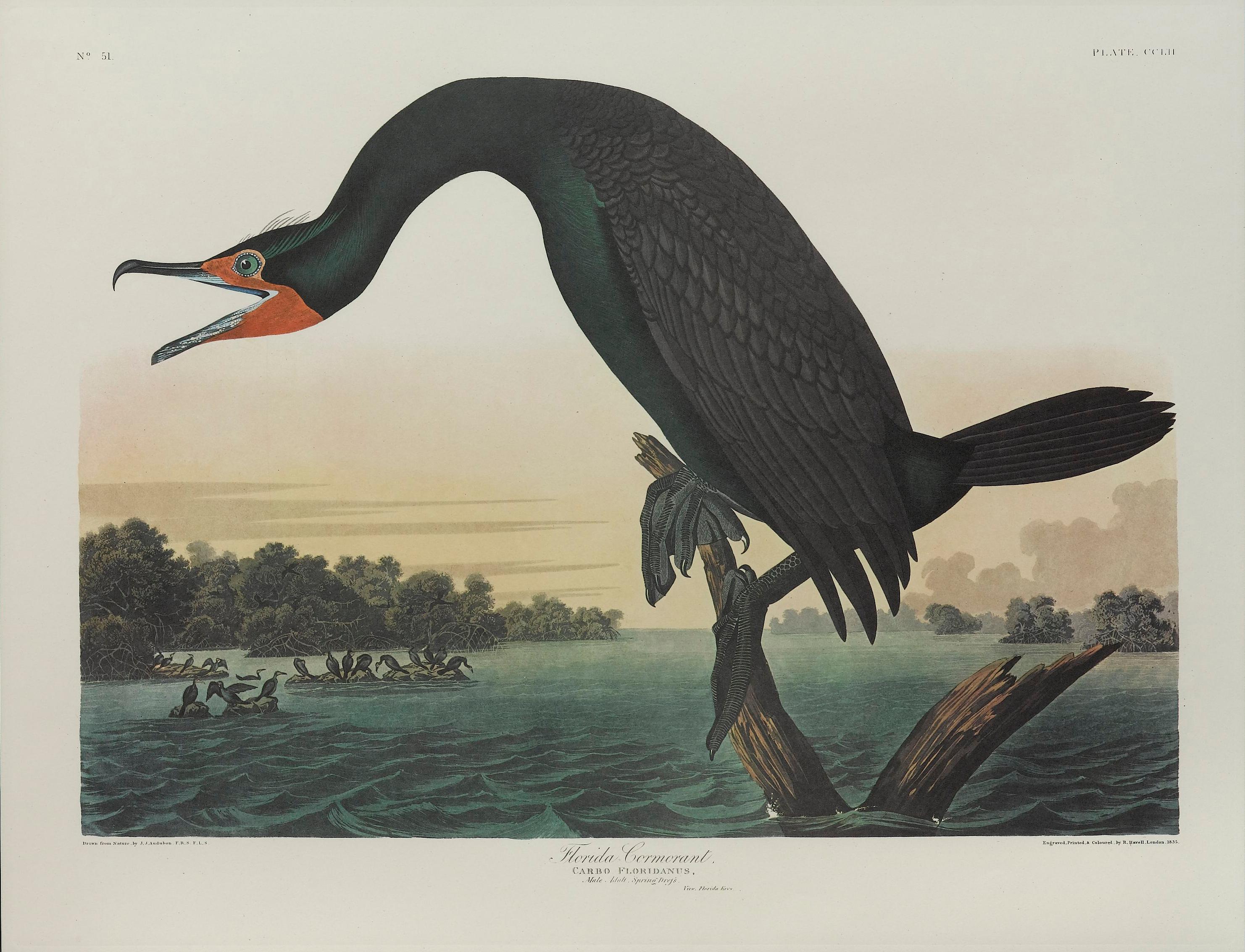 Édition Audubon Amsterdam Florida Cormorant édition Bon état - En vente à Colorado Springs, CO