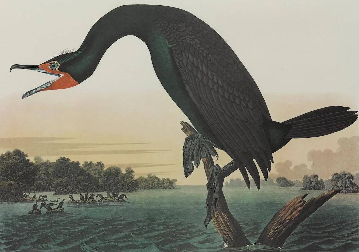 Florida Kormorant Amsterdam Audubon Edition (Ende des 20. Jahrhunderts) im Angebot