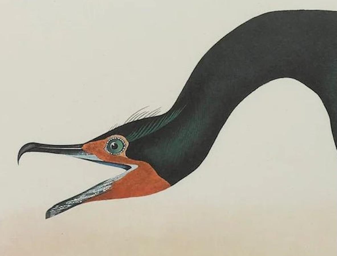 Florida Kormorant Amsterdam Audubon Edition (Papier) im Angebot
