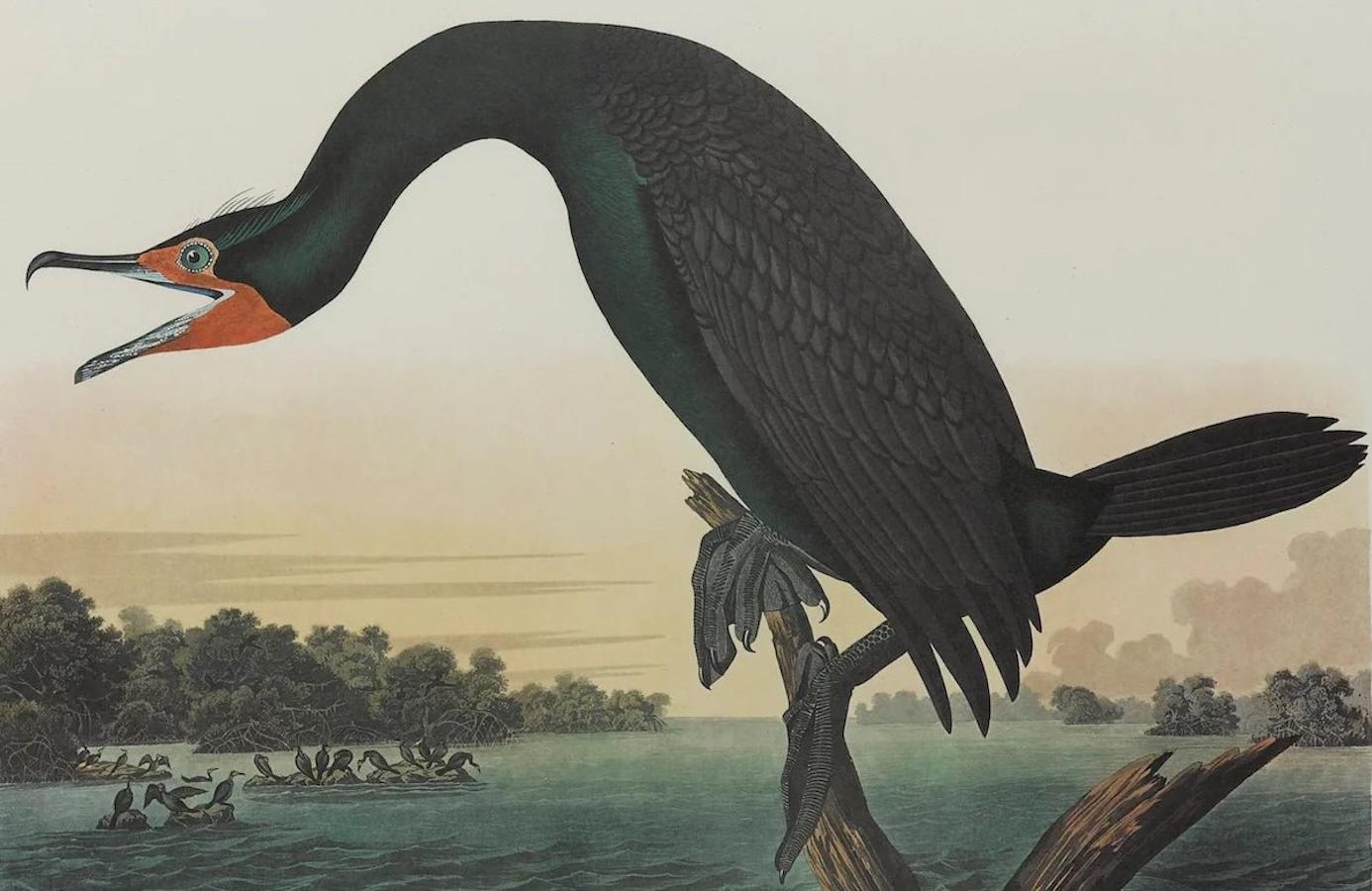 Florida Kormorant Amsterdam Audubon Edition im Angebot 1