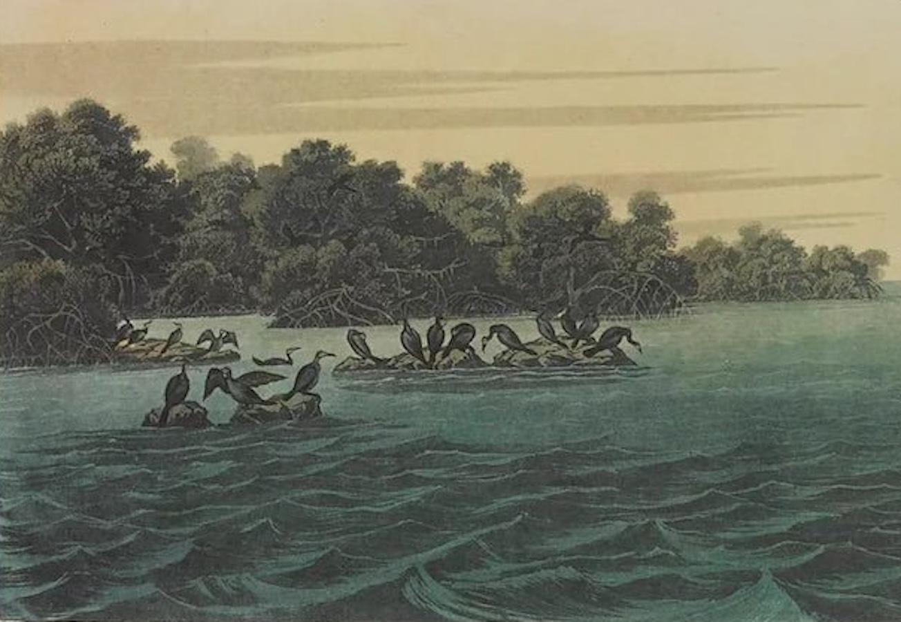 Florida Kormorant Amsterdam Audubon Edition im Angebot 2