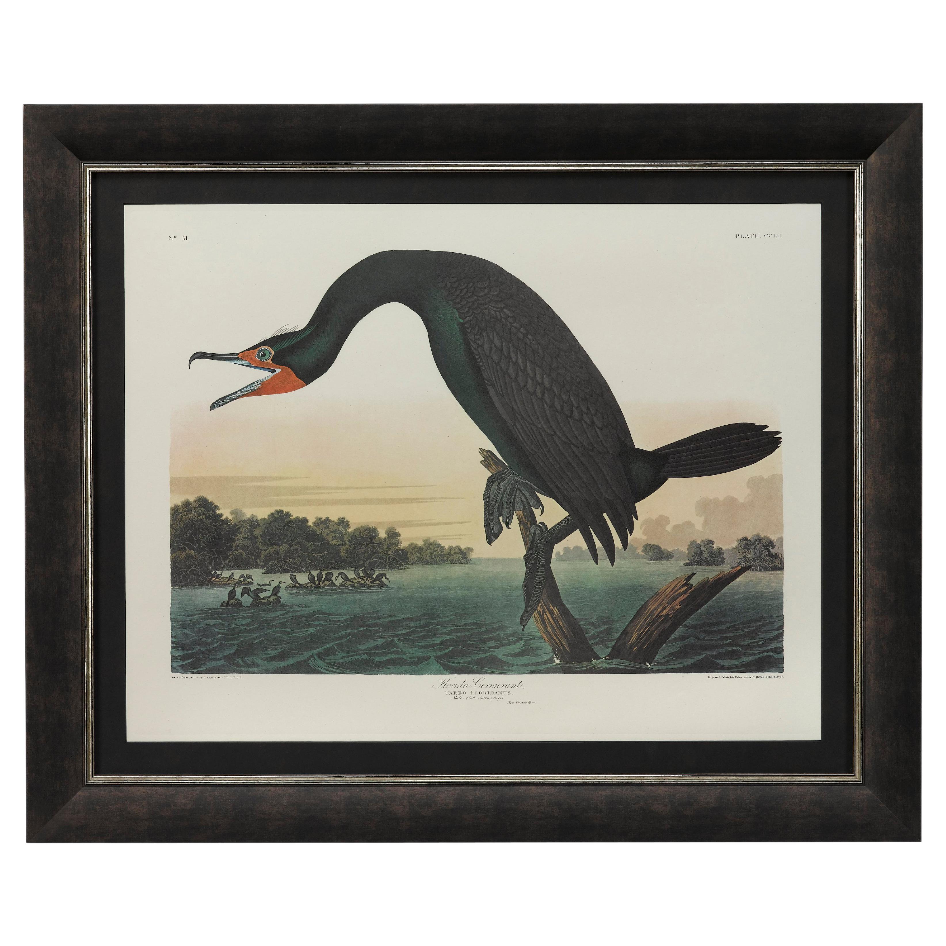 Florida Cormorant Amsterdam Audubon Edition For Sale