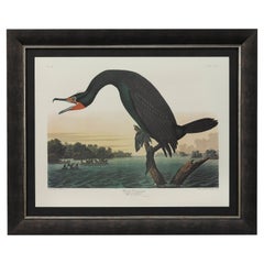 Retro Florida Cormorant Amsterdam Audubon Edition