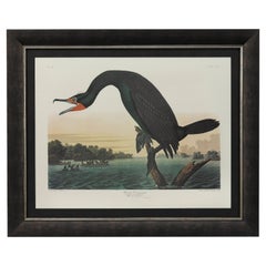 Cormorán de Florida Edición Amsterdam Audubon