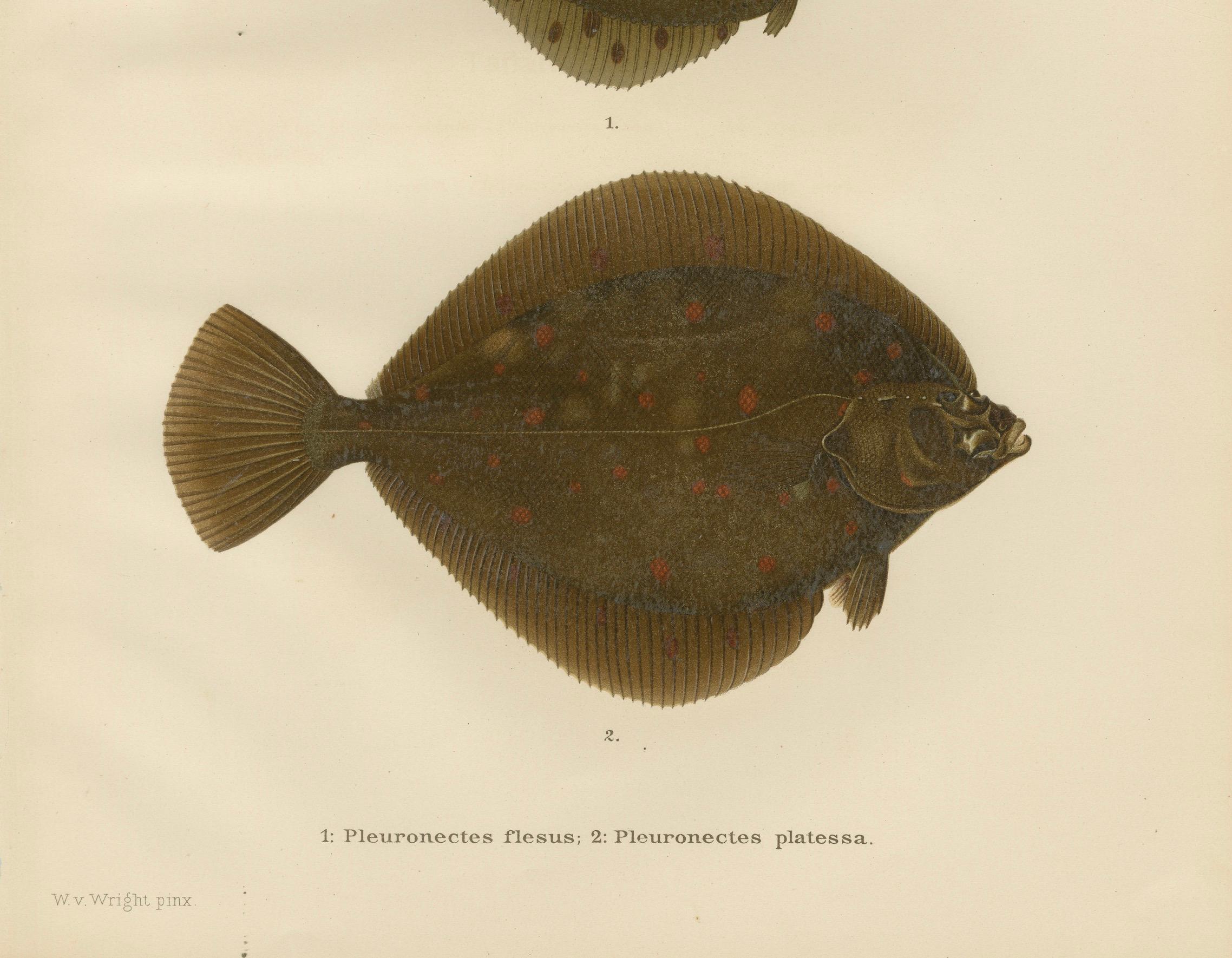 Flunder und Scholle - Lebendige skandinavische Plattfische Lithographie  

Diese bezaubernde Lithografie aus dem 19. Jahrhundert von *Skandinaviens Fiskar* zeigt zwei typische skandinavische Plattfischarten: die Europäische Flunder (Pleuronectes
