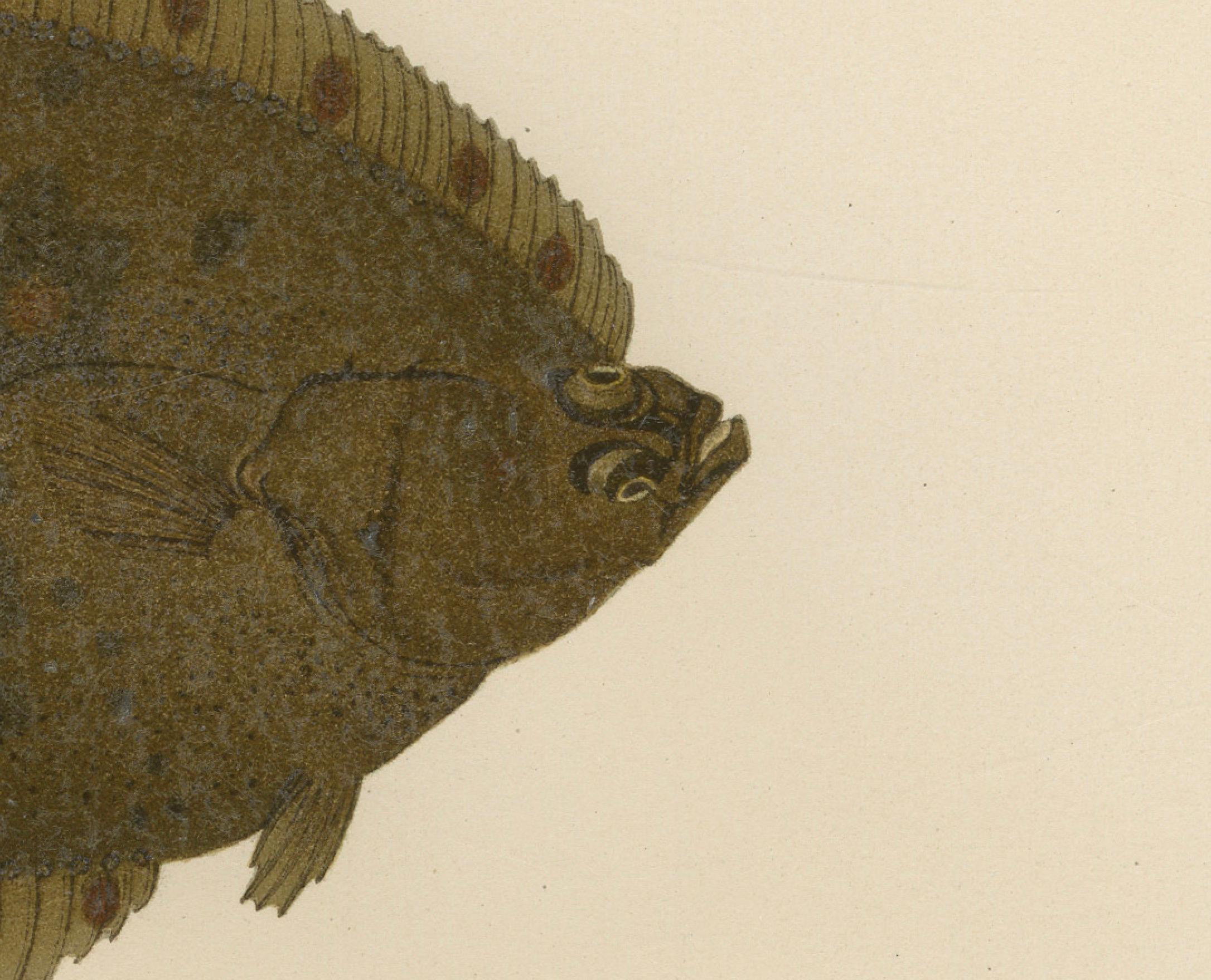Flounder und Plaice – Leuchte lebhafte skandinavische Flachfisch-Lithographie, 1895 im Zustand „Gut“ im Angebot in Langweer, NL