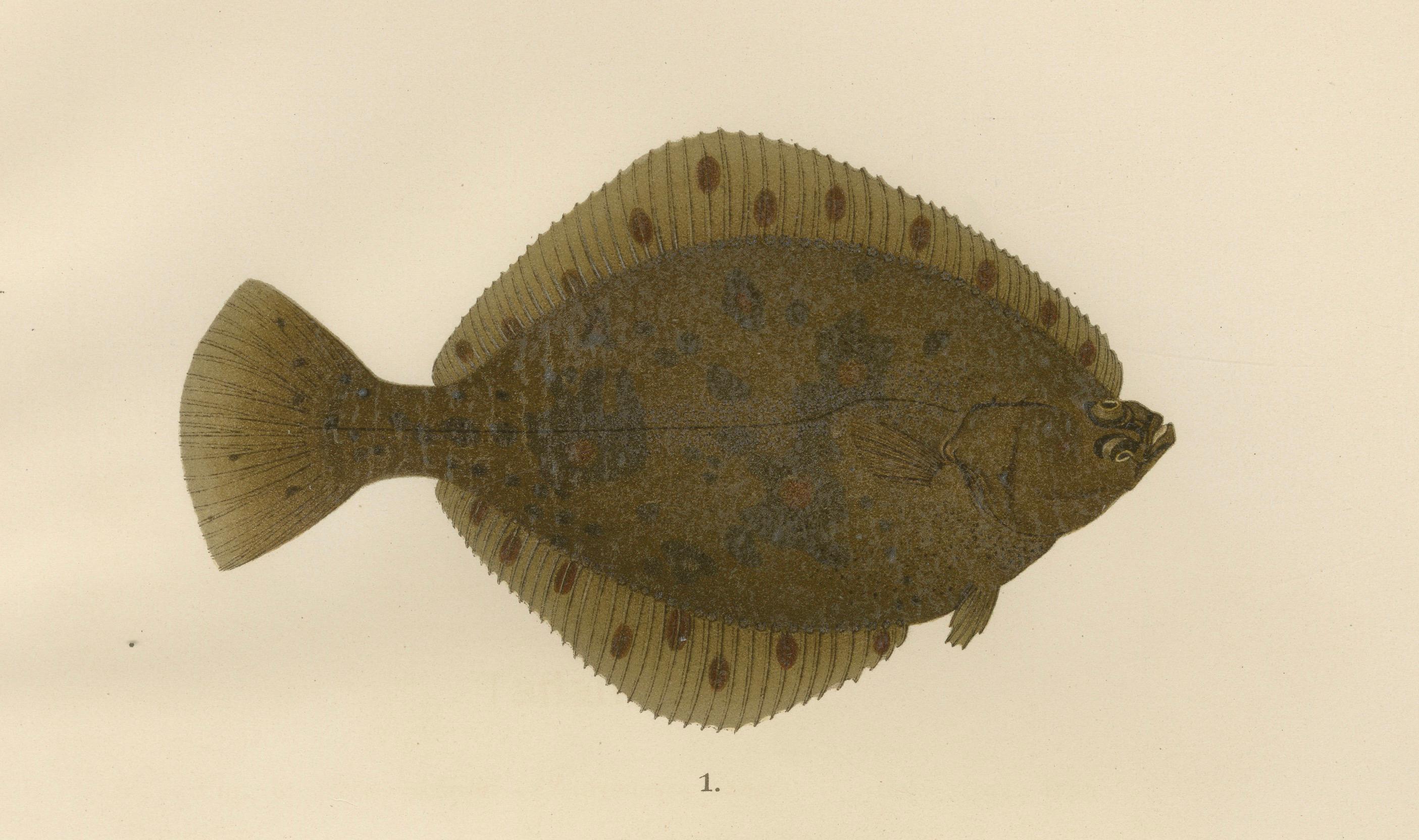 Flounder und Plaice – Leuchte lebhafte skandinavische Flachfisch-Lithographie, 1895 (Spätes 19. Jahrhundert) im Angebot