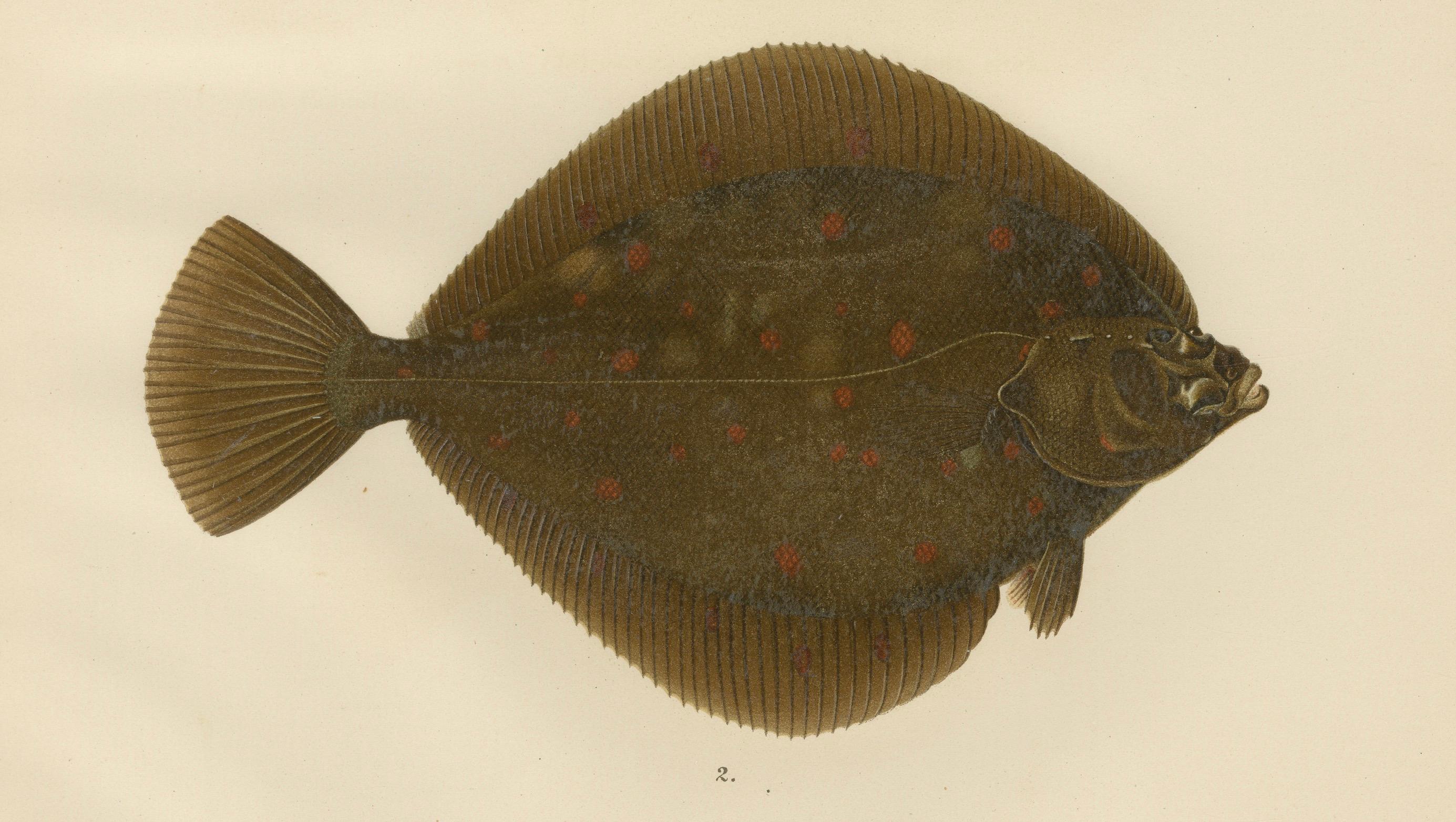 Flounder und Plaice – Leuchte lebhafte skandinavische Flachfisch-Lithographie, 1895 (Papier) im Angebot