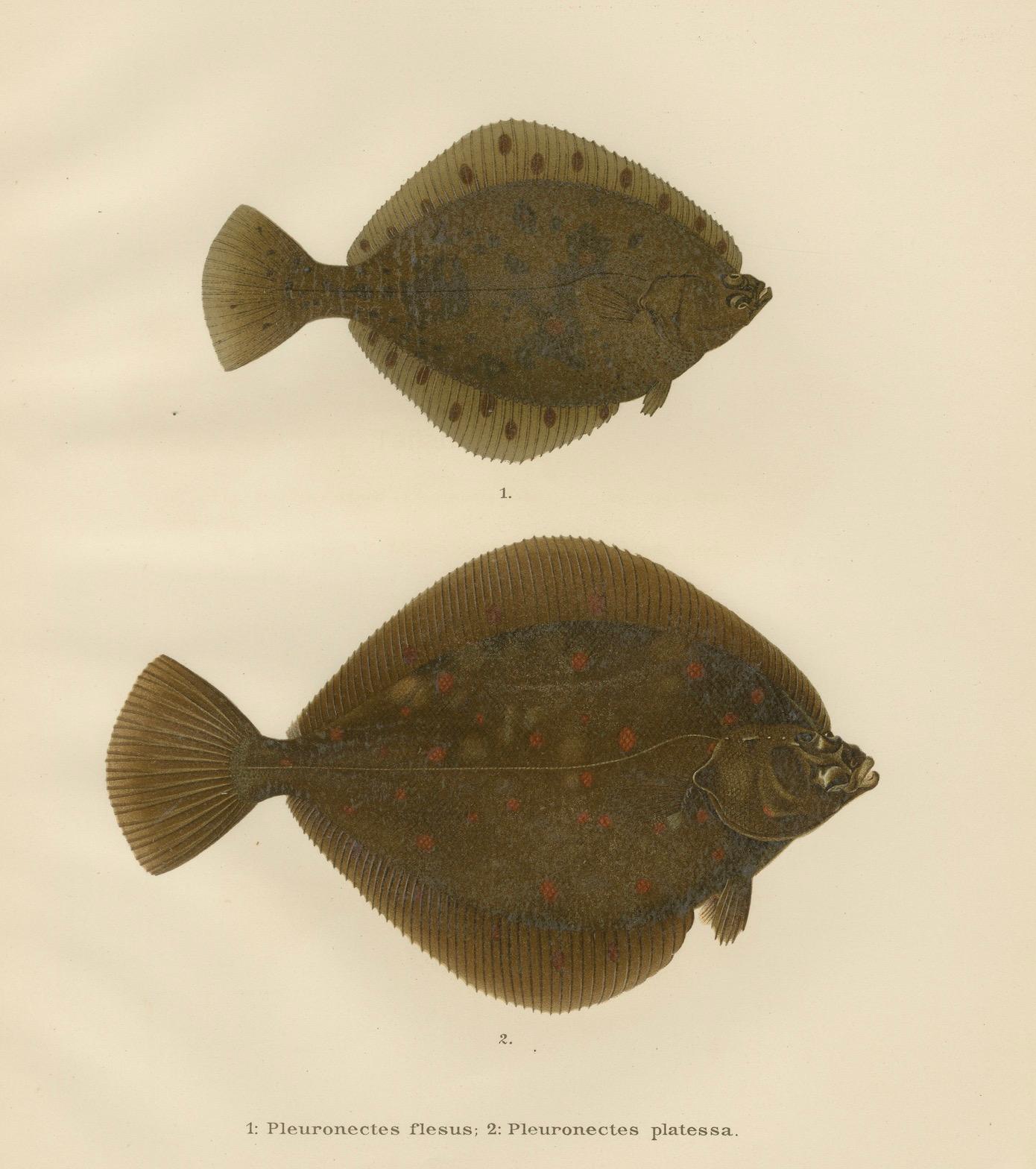 Flounder und Plaice – Leuchte lebhafte skandinavische Flachfisch-Lithographie, 1895 im Angebot 1