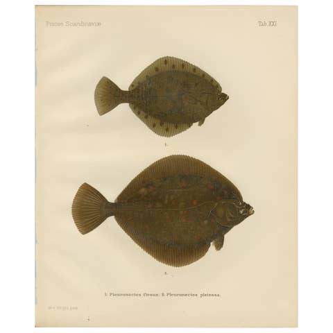 Flounder and Plaice - Vibrant Scandinavian Flatfish Lithograph, 1895