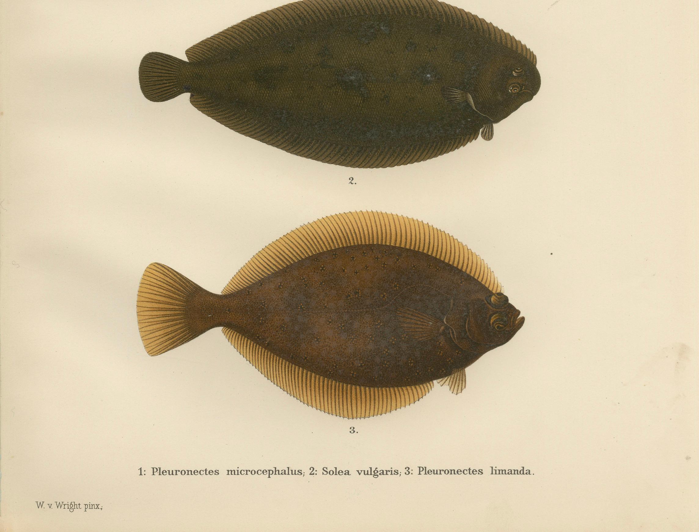 Flunder, Seezunge und Kliesche - Atemberaubende skandinavische Plattfisch-Lithografie  

Diese wunderschön detaillierte Lithografie aus dem 19. Jahrhundert von *Skandinaviens Fiskar* zeigt drei ikonische Plattfischarten aus skandinavischen