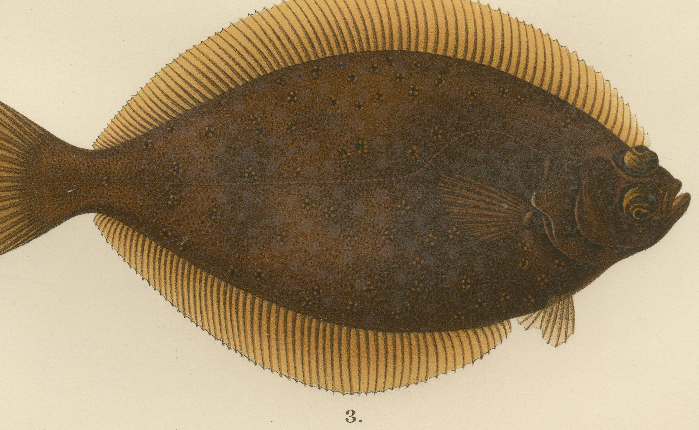 Flounder, Common Sole and Dab – atemberaubende skandinavische Flachfisch-Lithographie, 1895 im Zustand „Gut“ im Angebot in Langweer, NL