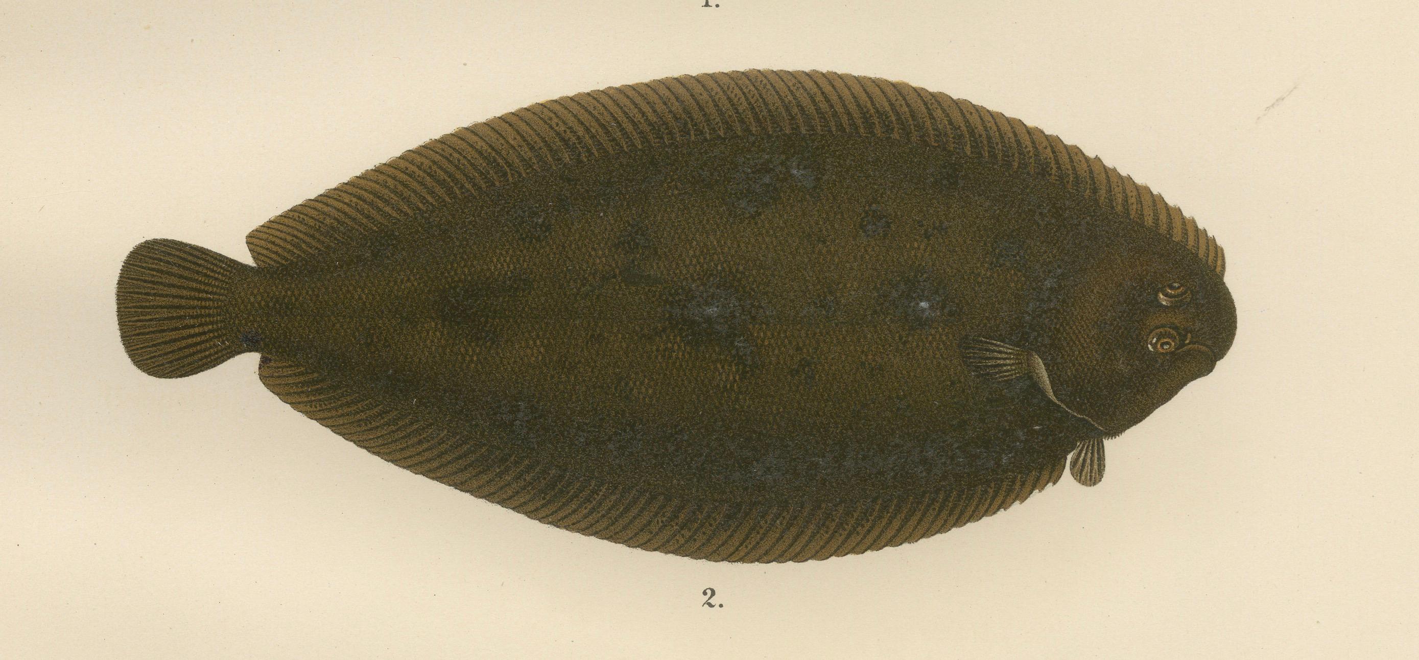 Flounder, Common Sole and Dab – atemberaubende skandinavische Flachfisch-Lithographie, 1895 (Spätes 19. Jahrhundert) im Angebot