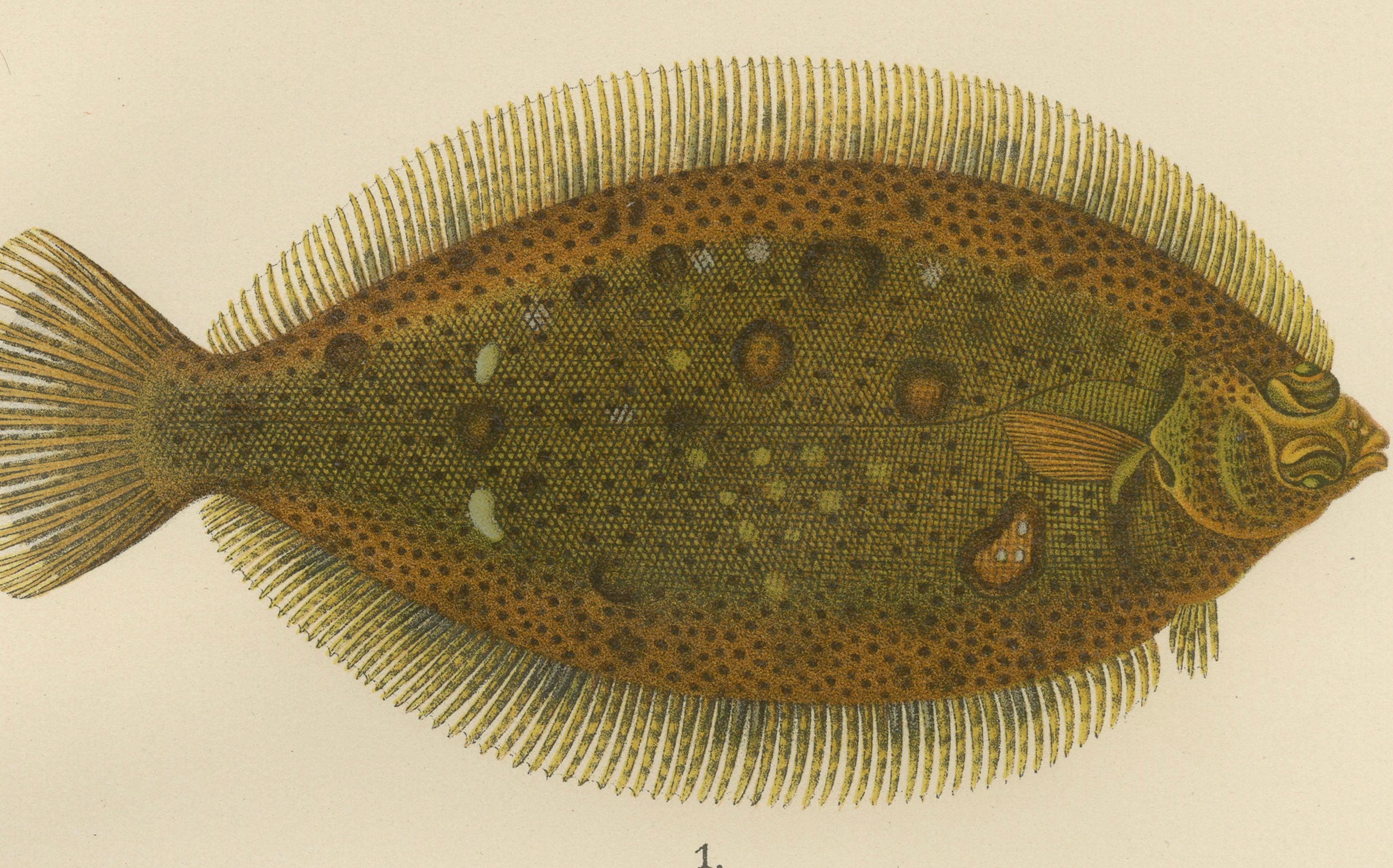 Flounder, Common Sole and Dab – atemberaubende skandinavische Flachfisch-Lithographie, 1895 (Papier) im Angebot