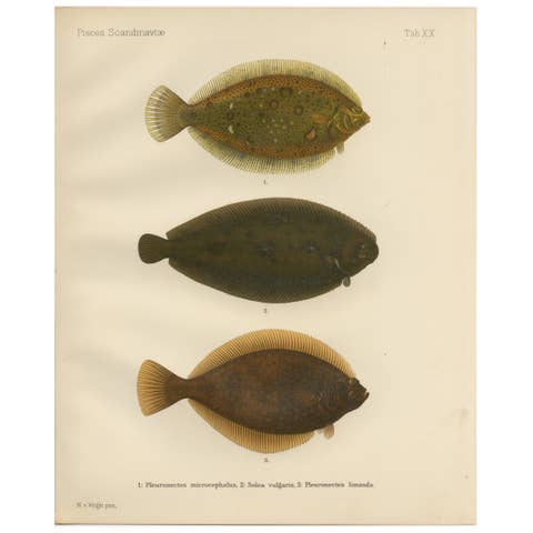 Flounder, Common Sole and Dab - Stunning Scandinavian Flatfish Lithograph, 1895