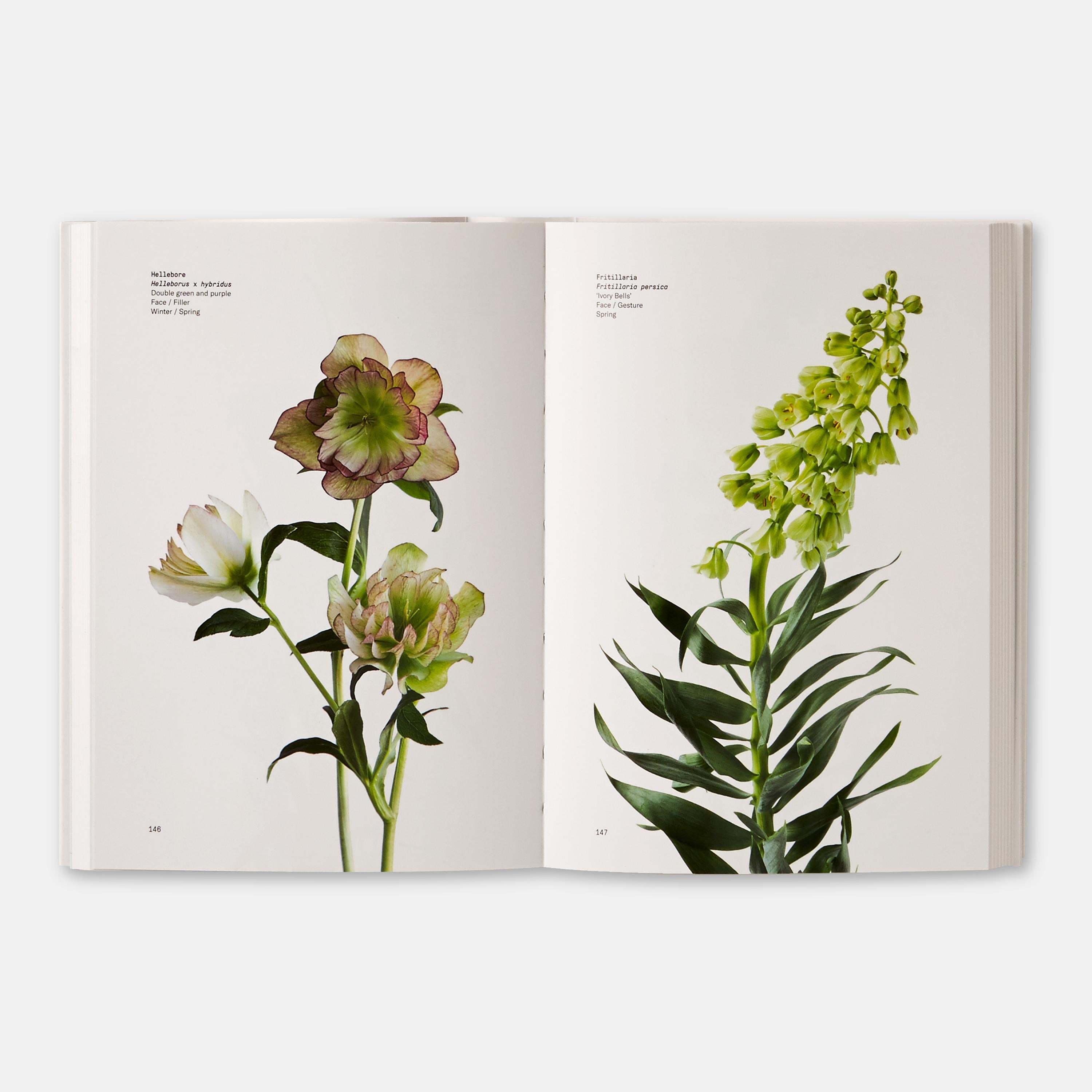 Guide des couleurs des fleurs en vente 2