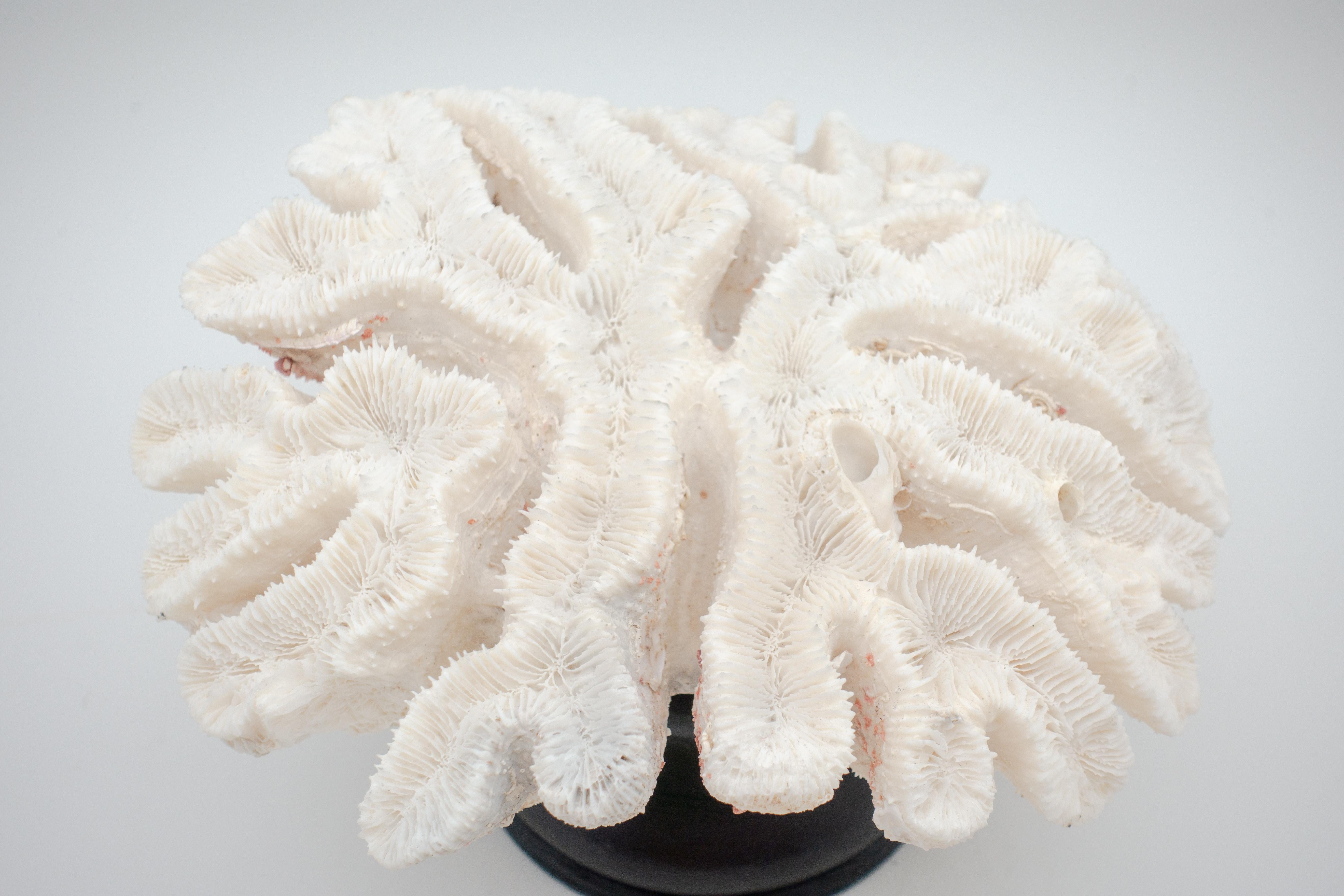 Large white flower coral from the Solomon Islands mounted on a turned wooden black base.