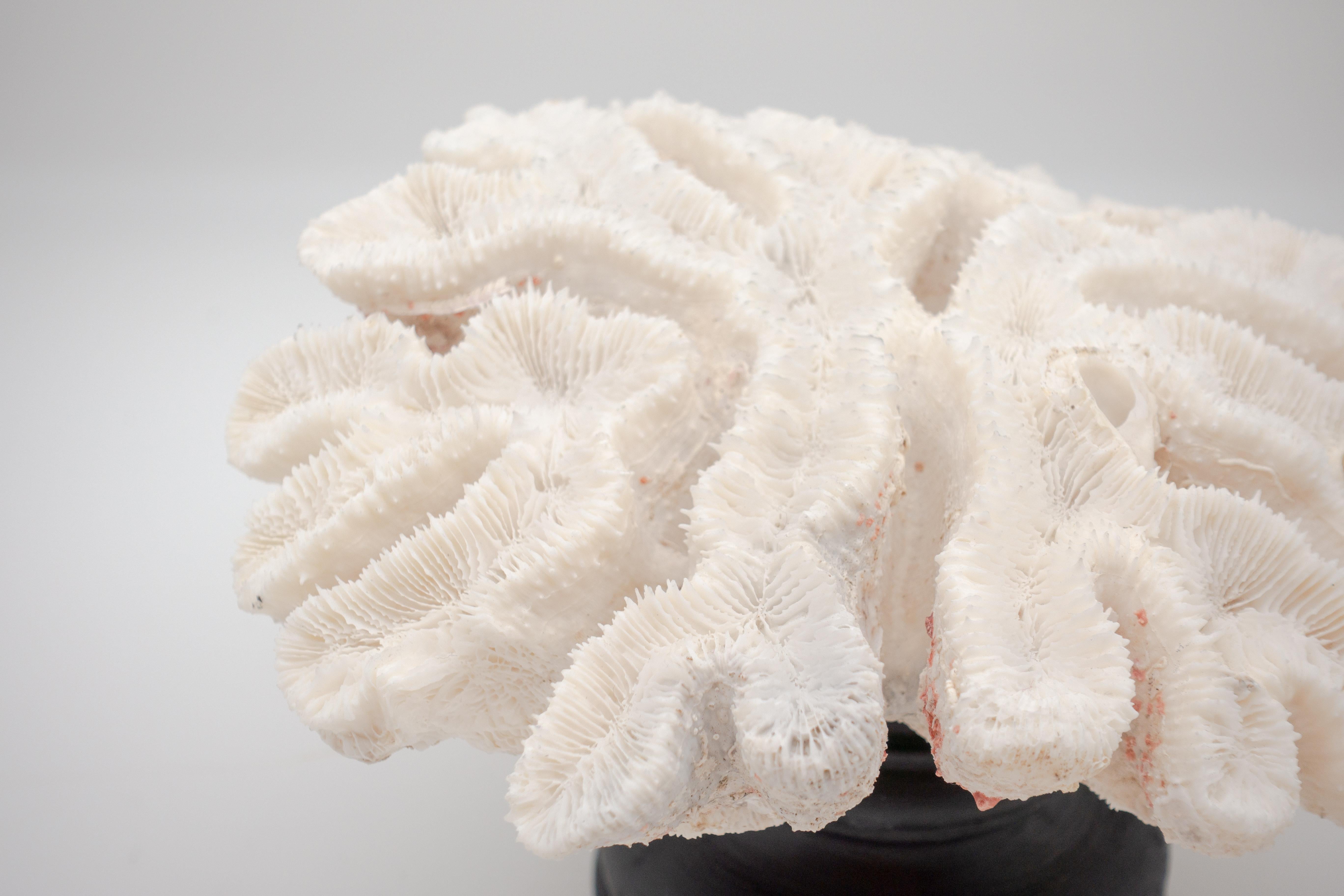 Other Flower Coral Mounted