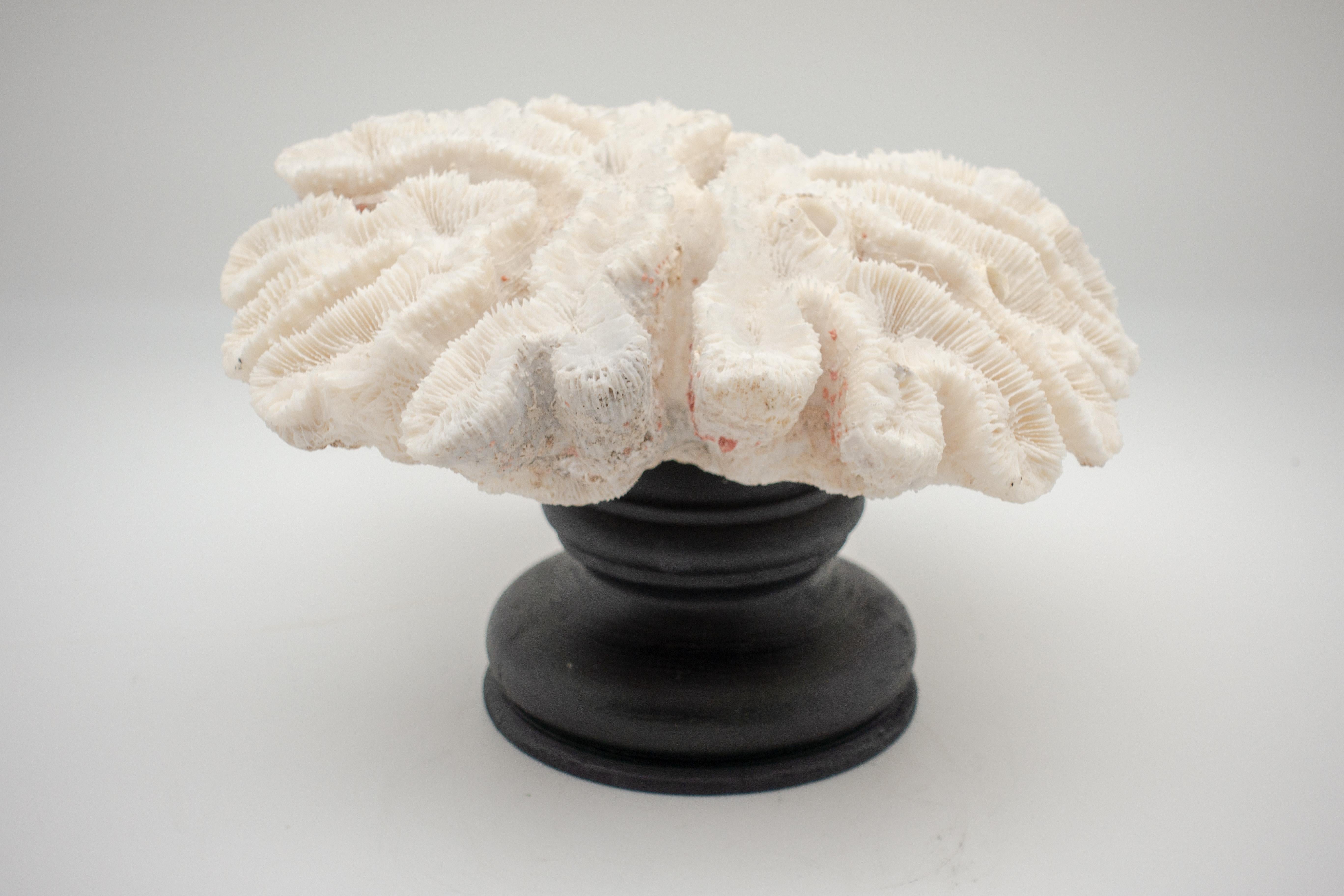 Flower Coral Mounted In Good Condition In New York, NY