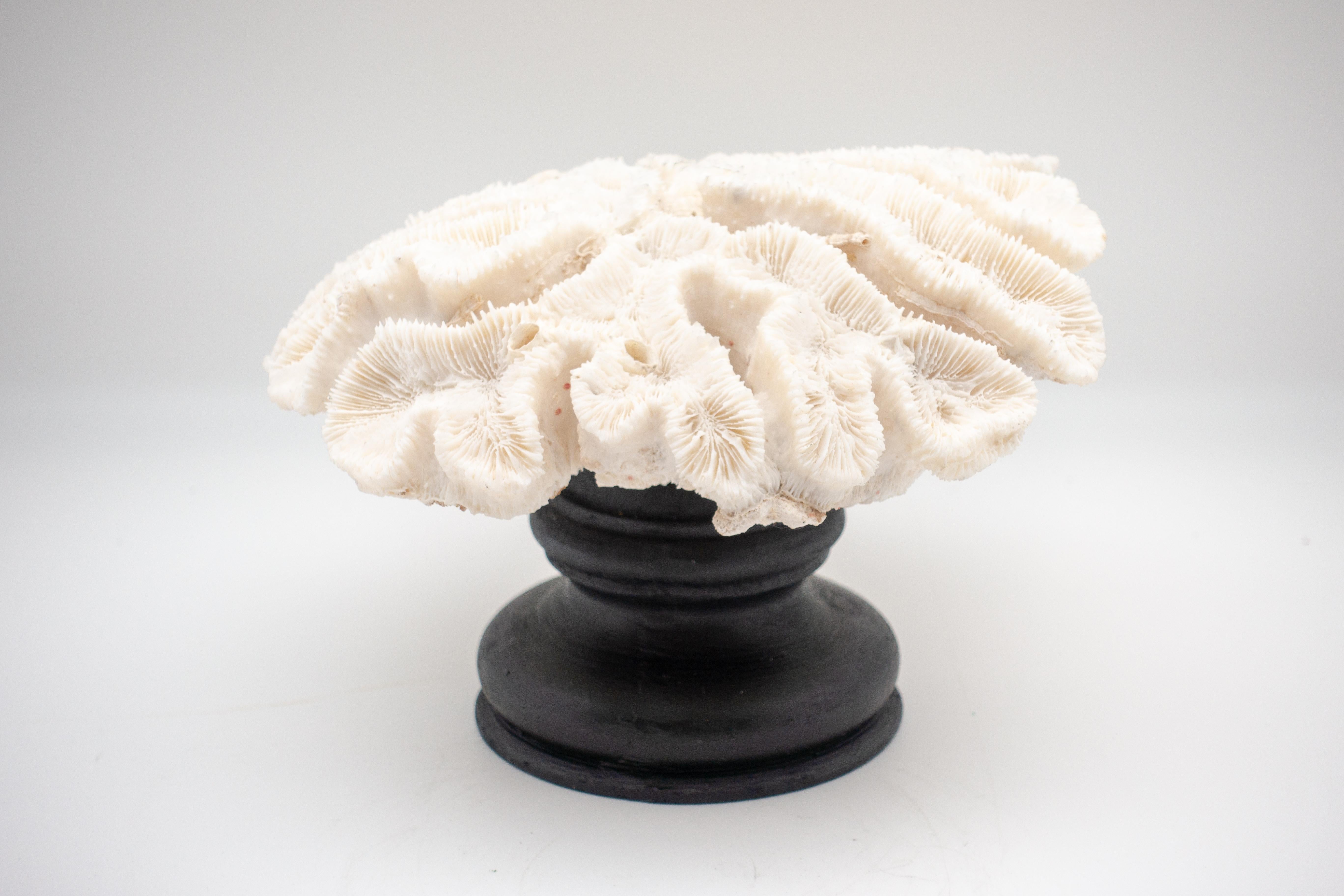 Contemporary Flower Coral Mounted