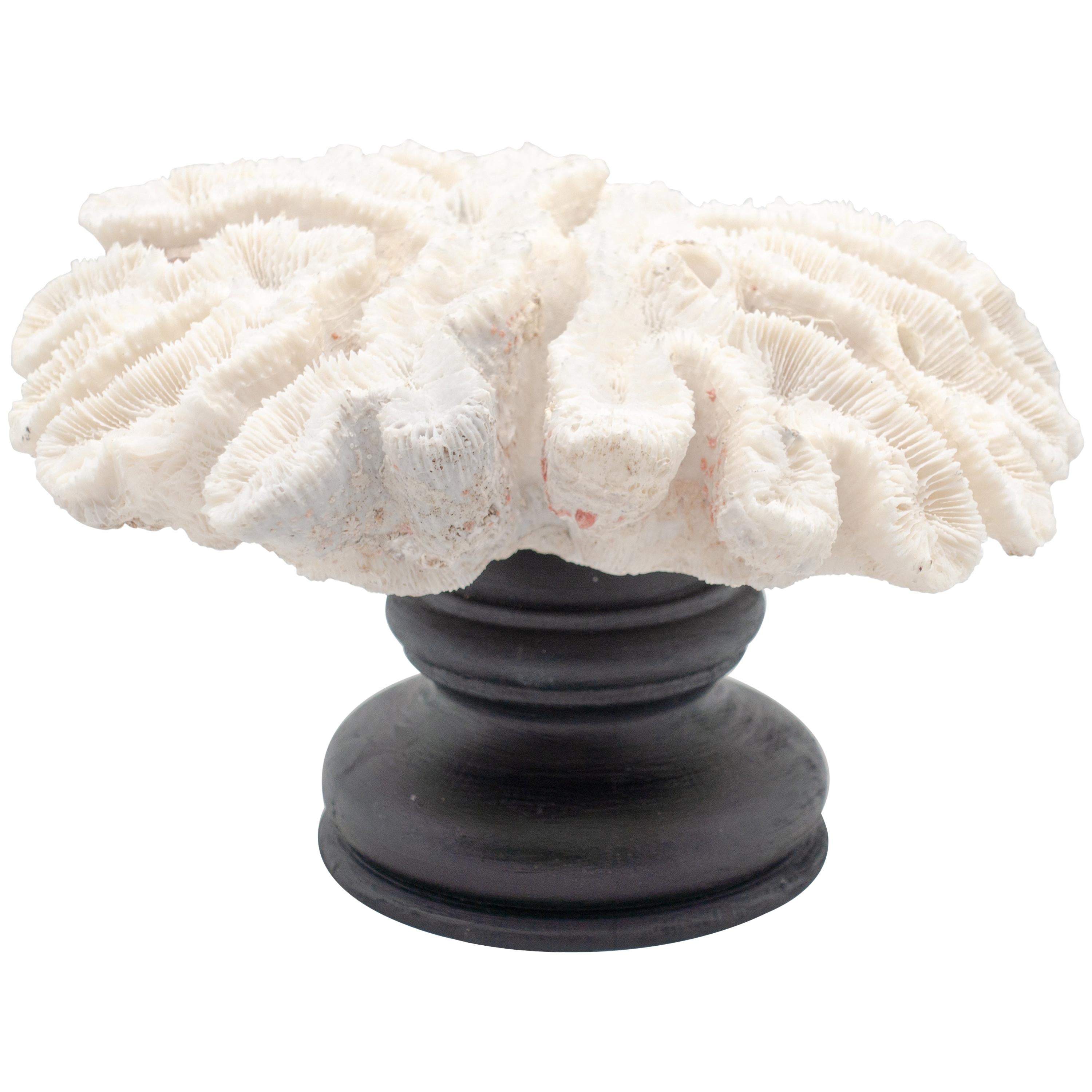 Flower Coral Mounted