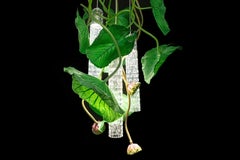 Flower Power Lotus Dichondra Round Chandelier, Venice, Italy