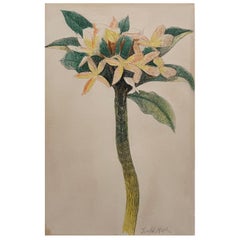 „ „Flower Study““ von Joseph Stella Amerikanisch