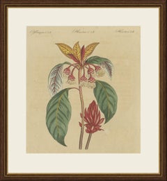 Arbusto in fiore con fiori rossi, stampa d’epoca di Bertuch, 1815 circa
