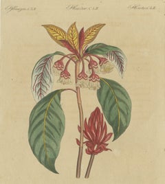 Arbusto in fiore con fiori rossi, stampa d’epoca di Bertuch, 1815 circa