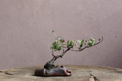 Fiori di akebia a cinque foglie di Yumiko Kuwahata / Bonsai / wabi-sabi