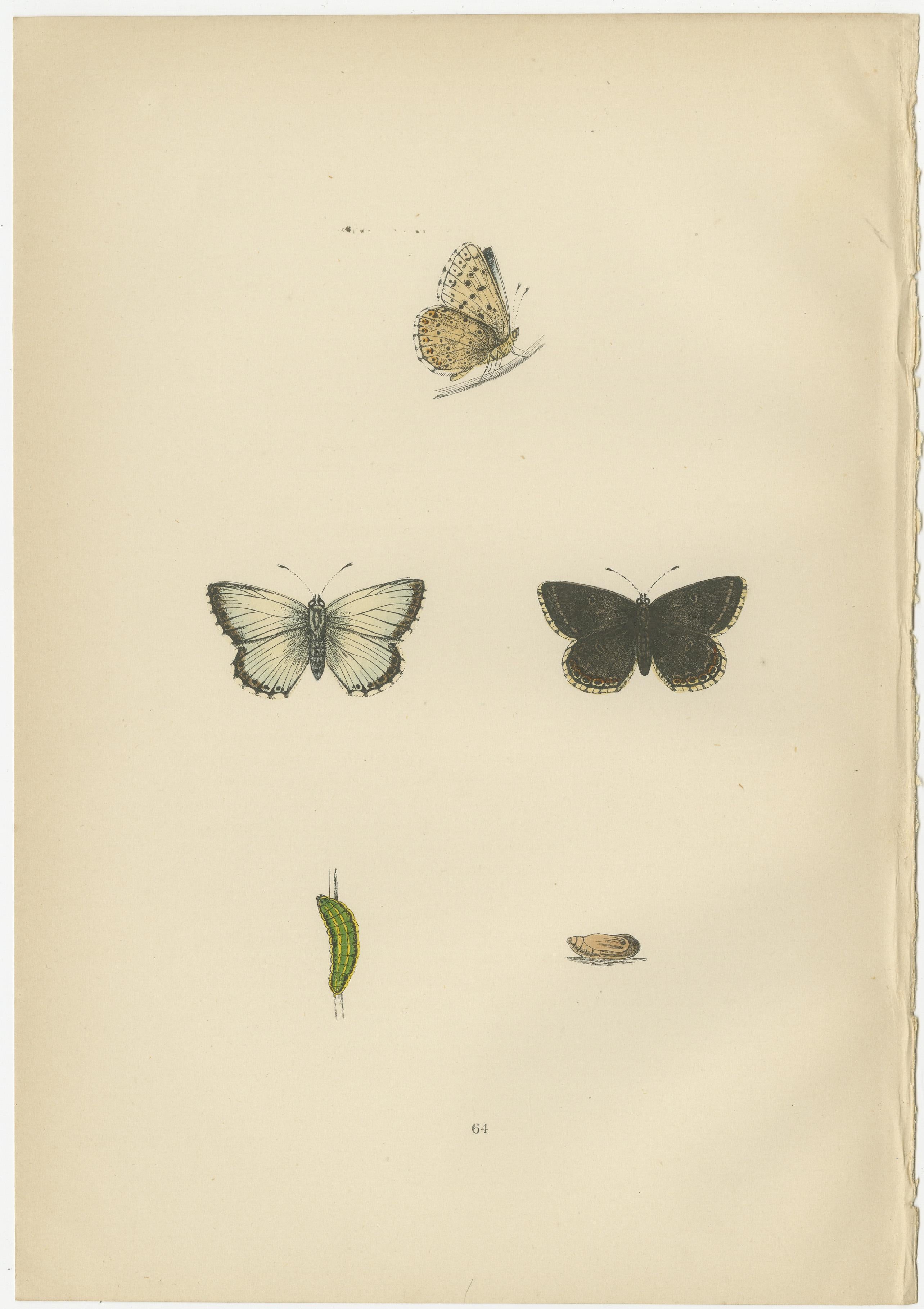 Original antique prints of butterflies, published in the 19th century. These original plates coloured by hand are from the sixth edition of the publication with title: 'A History of British Butterflies' by Morris. Published in London in 1890.