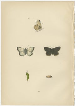 Fluttering Gems: Portraits of the Chalk Hill Blue, Brown Argus, Grizzled Skipper